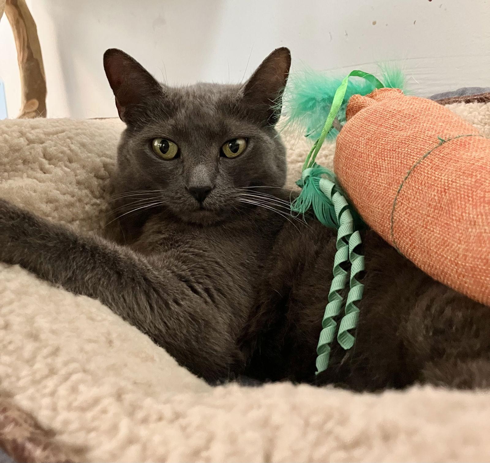 Enlarge Gobble, a Adoptable Domestic Short Hair in Dublin, OH image 2/3