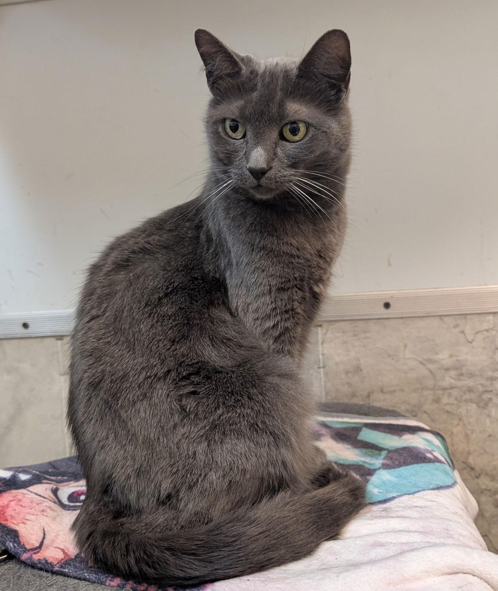 Gobble, Adoptable, Adult Female Domestic Short Hair.