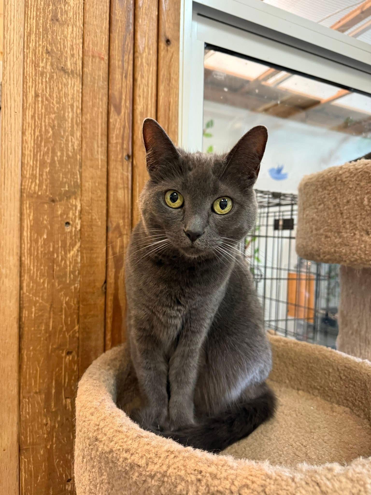 Gobble, a Adoptable Domestic Short Hair in Dublin, OH image 2/3