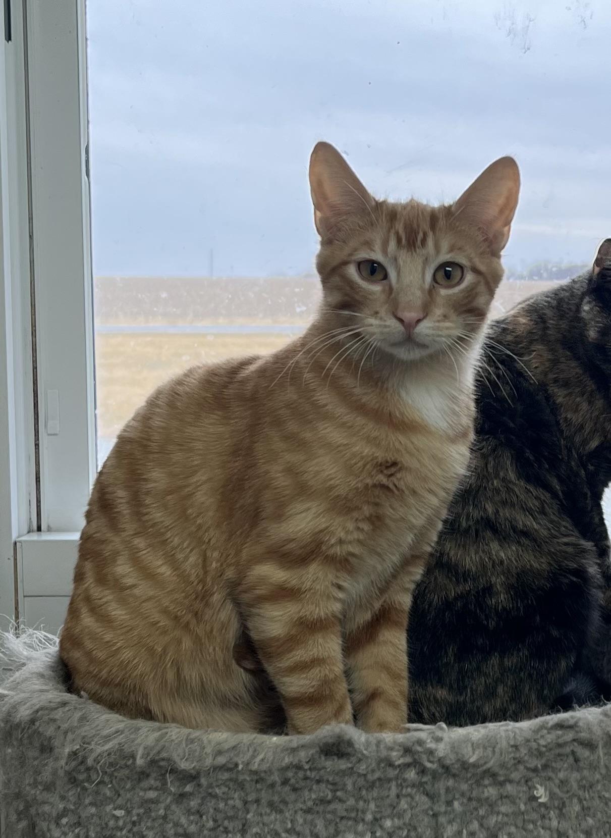 FURY, a ADOPTABLE mixed breed in Carthage, IL image 1/5