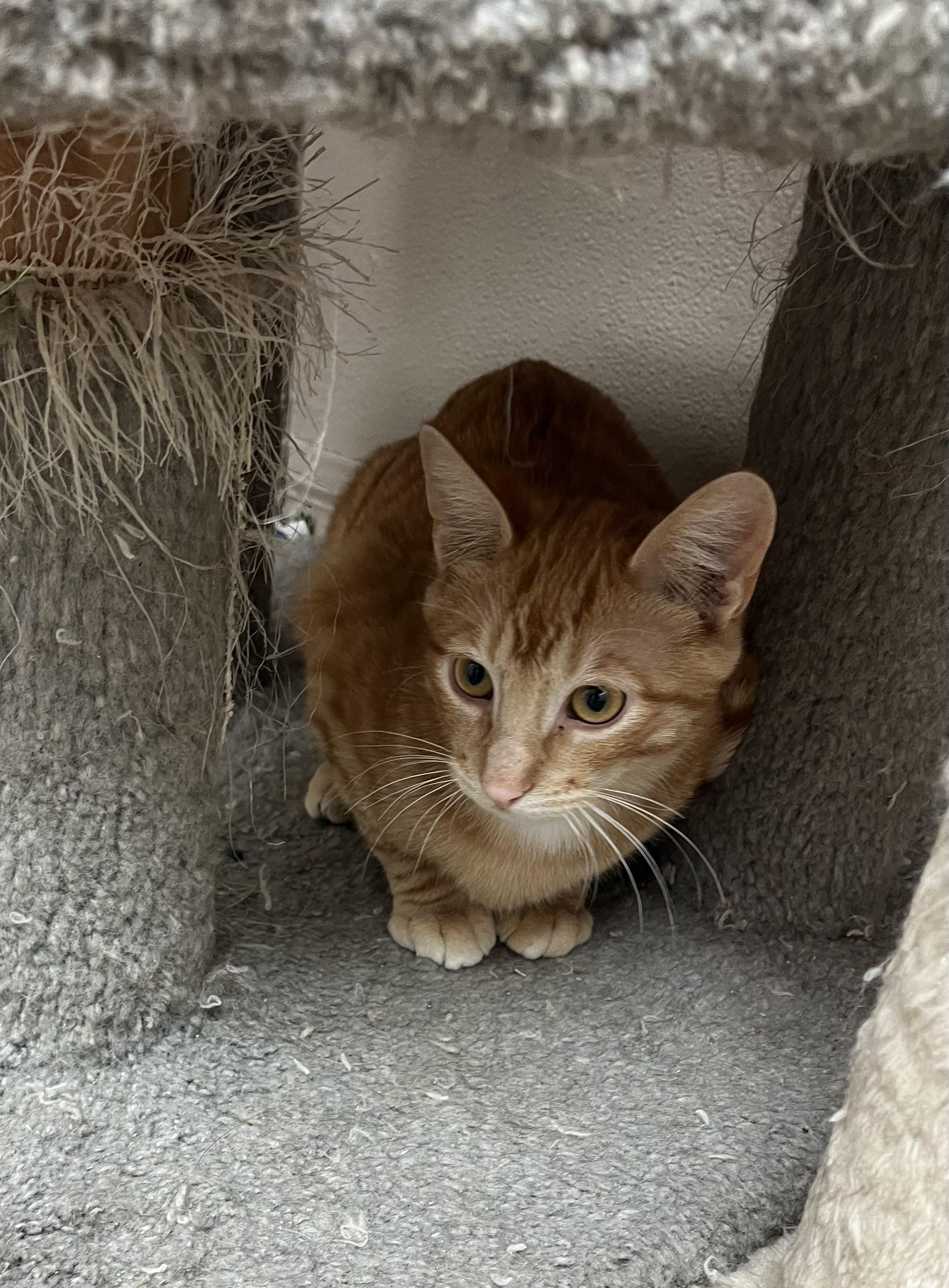 Enlarge FURY, a ADOPTABLE mixed breed in Carthage, IL image 6/6