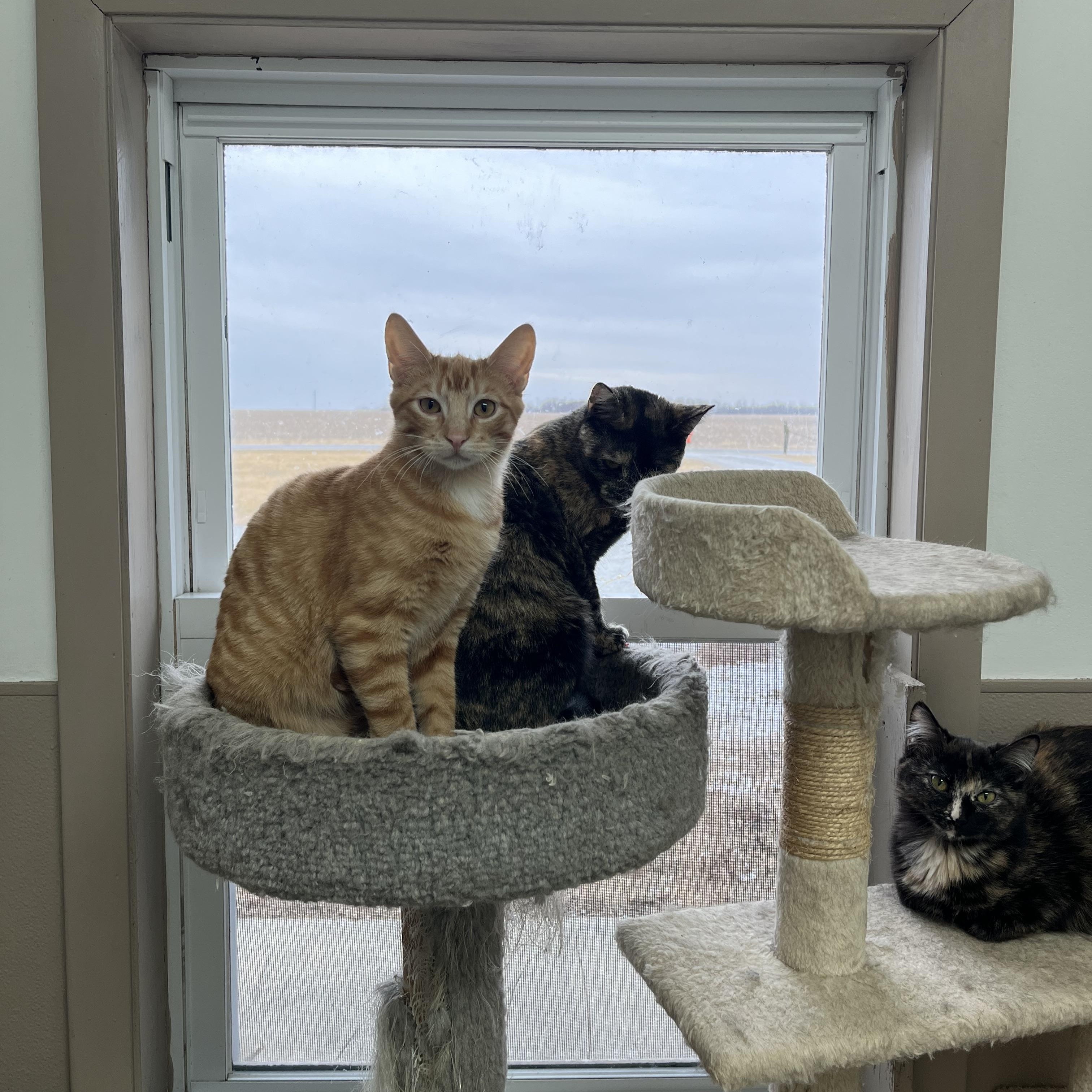 Enlarge FURY, a ADOPTABLE mixed breed in Carthage, IL image 2/6