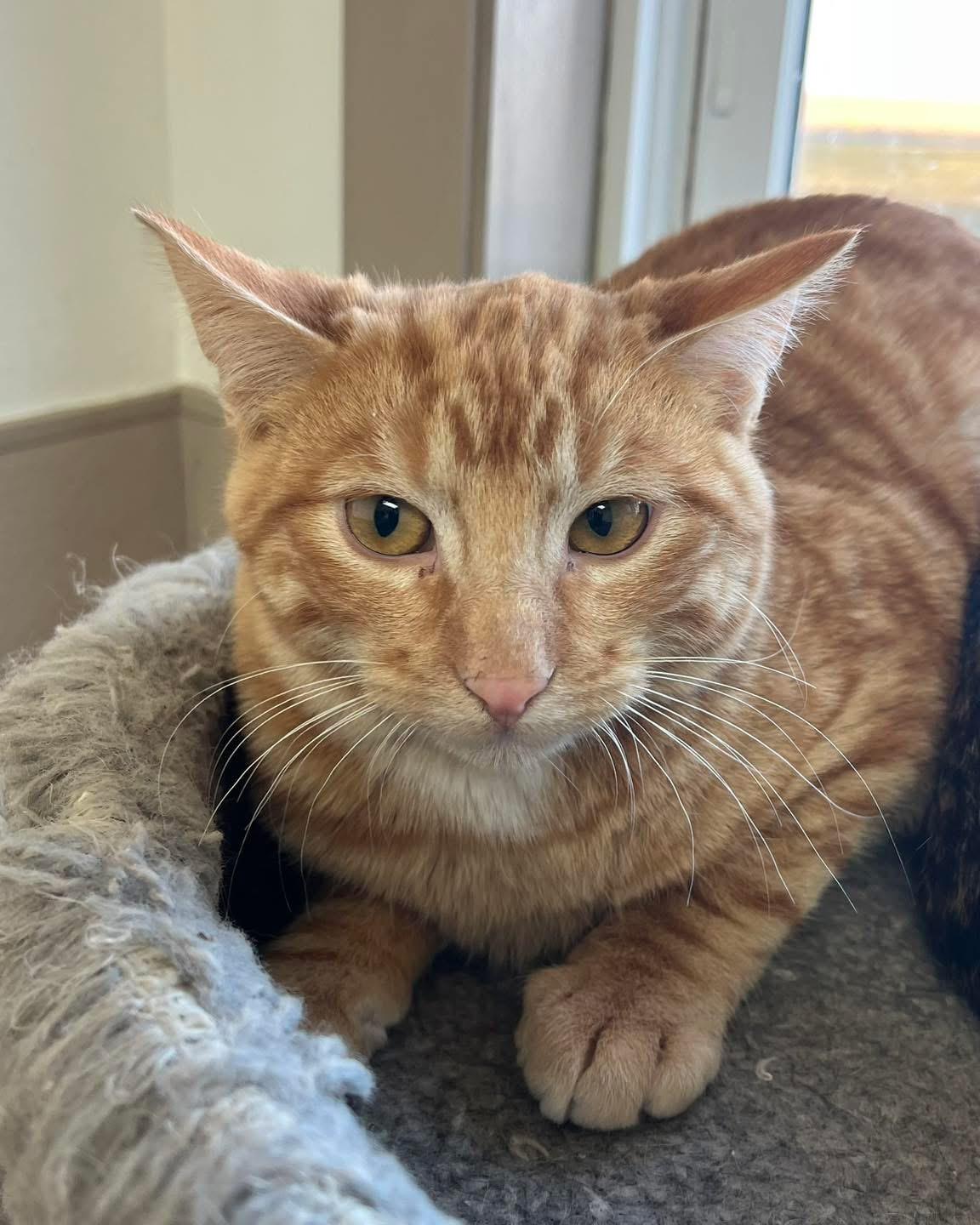 Enlarge FURY, a ADOPTABLE mixed breed in Carthage, IL image 3/6