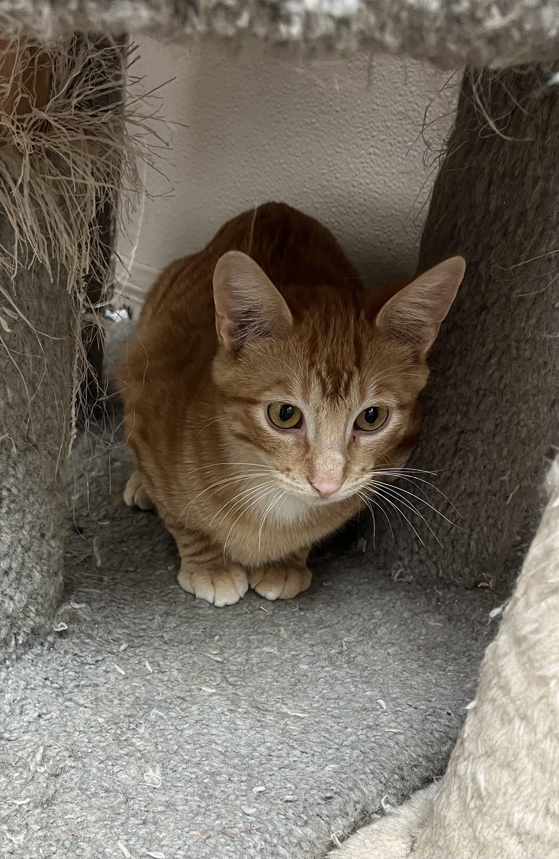 Enlarge FURY, a ADOPTABLE mixed breed in Carthage, IL image 1/6