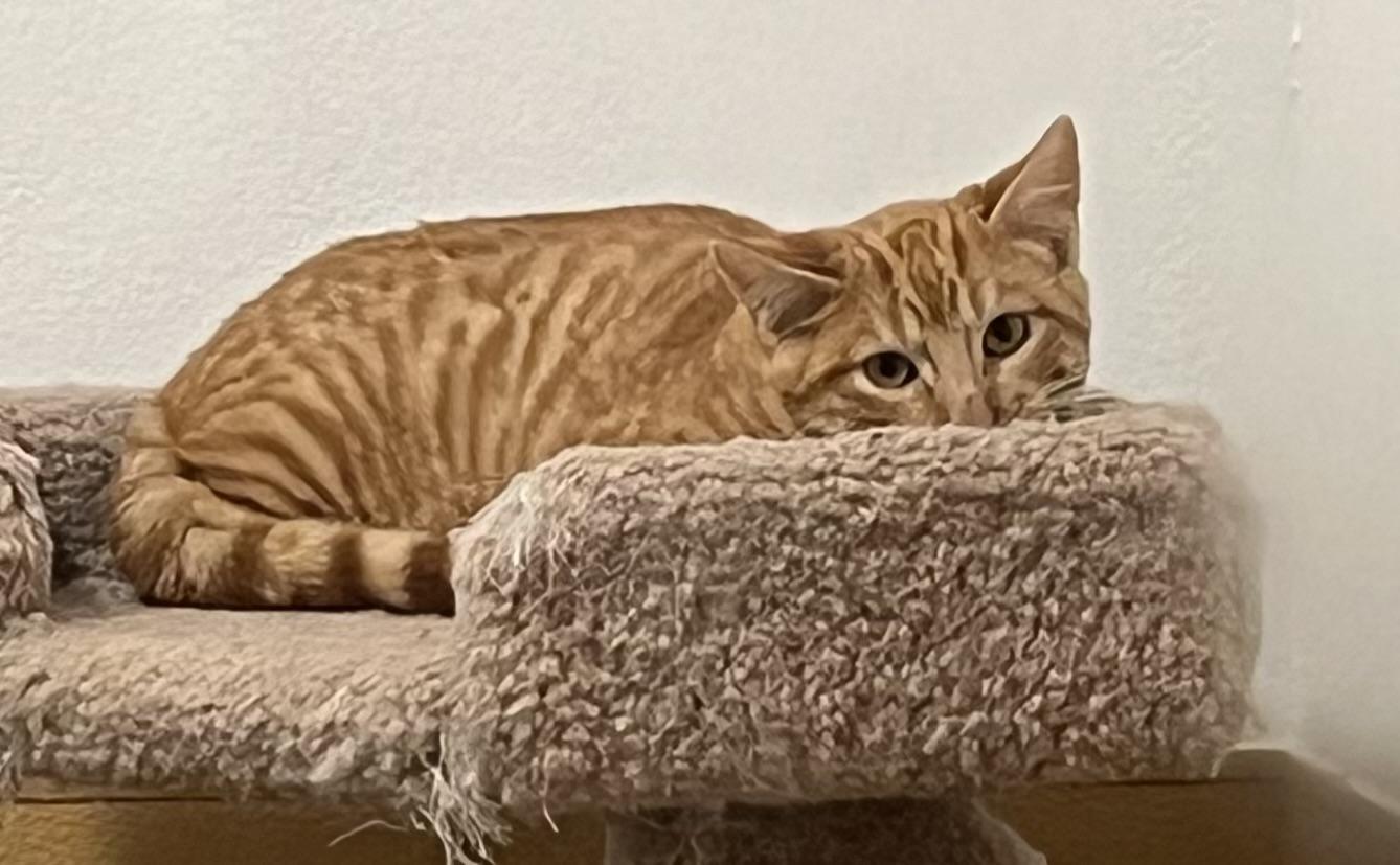 Enlarge FURY, a ADOPTABLE mixed breed in Carthage, IL image 4/6