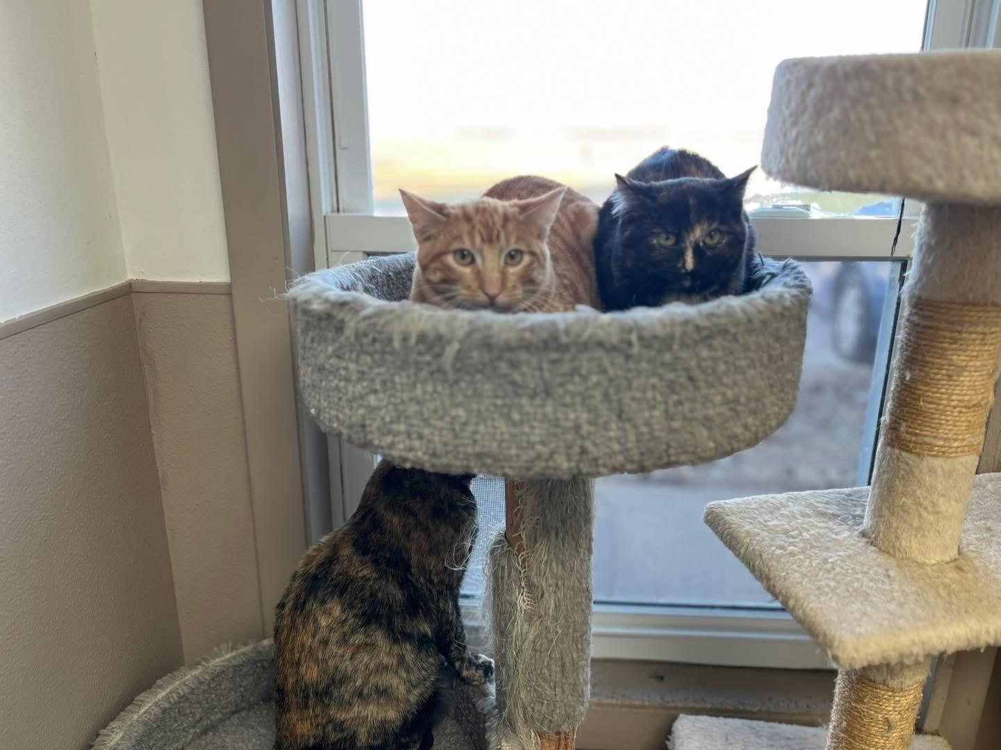 Enlarge FURY, a ADOPTABLE mixed breed in Carthage, IL image 5/6