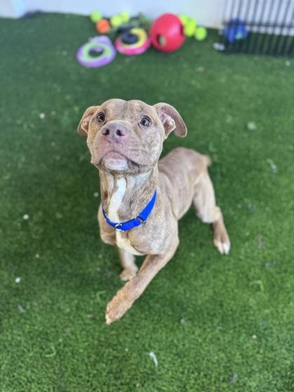 Tyrion — thumbnail 2