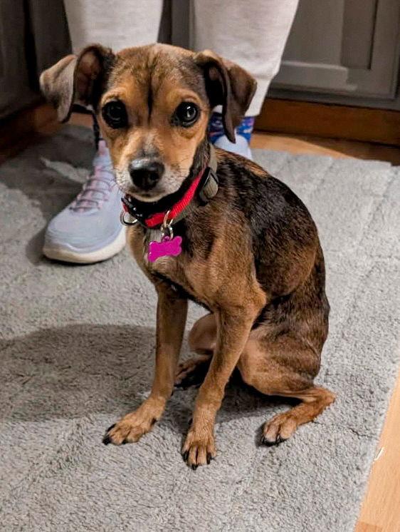 Wynn, Adoptable, Adult Female Chihuahua.