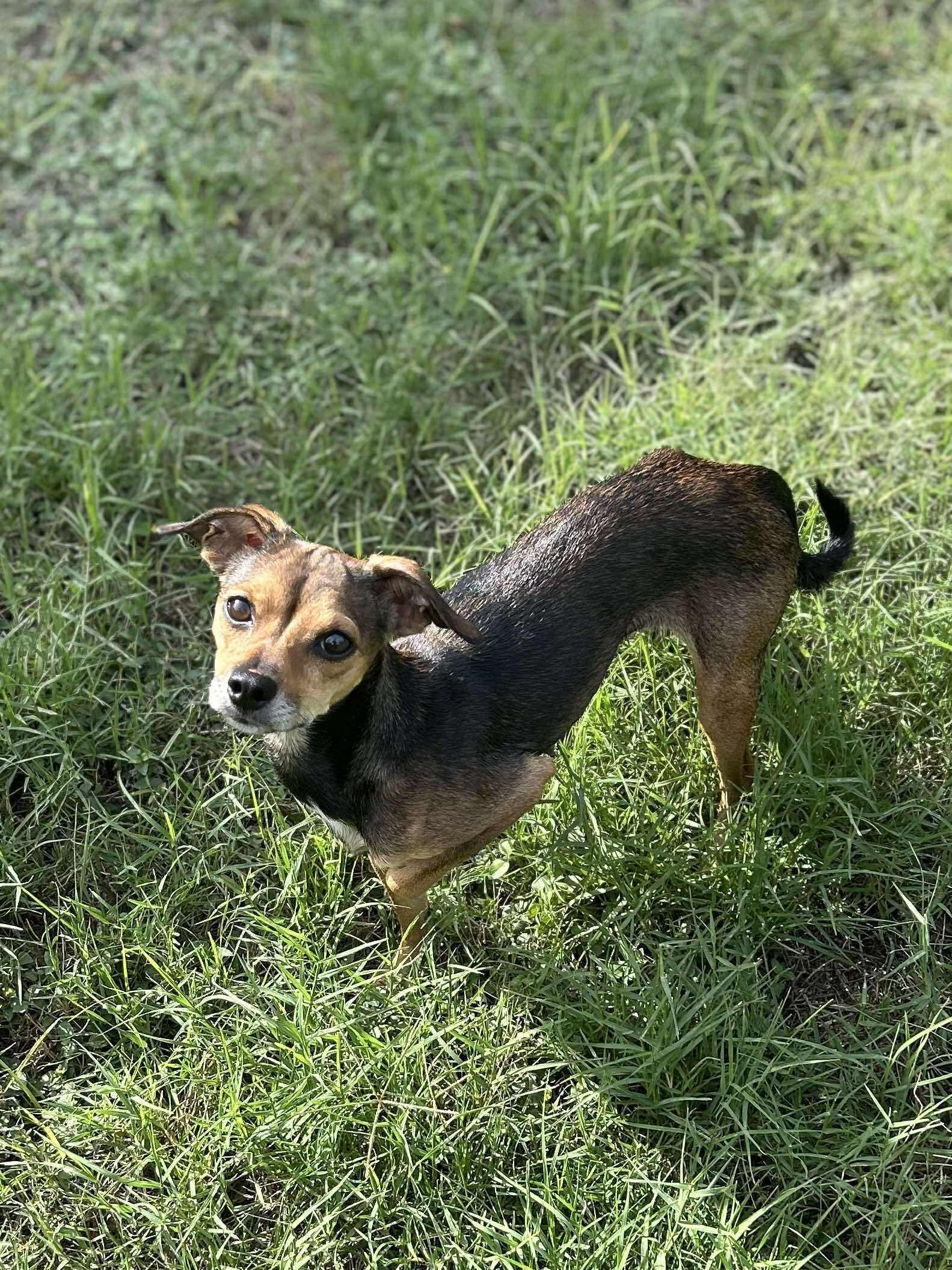 Wynn, a Adoptable Chihuahua in Springville, NY image 2/3