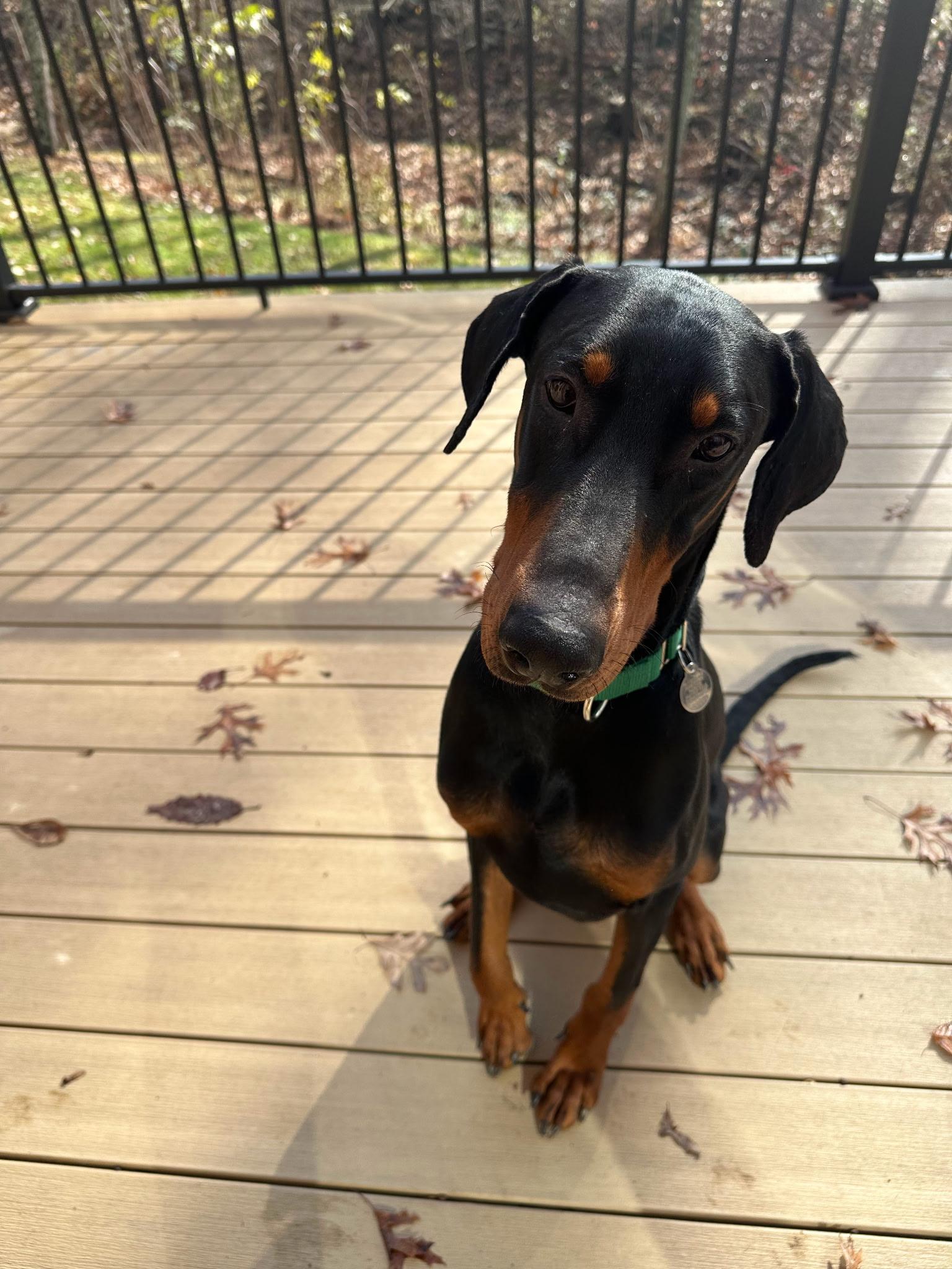 Enlarge King, a ADOPTABLE Doberman Pinscher in Louisville, KY image 3/4