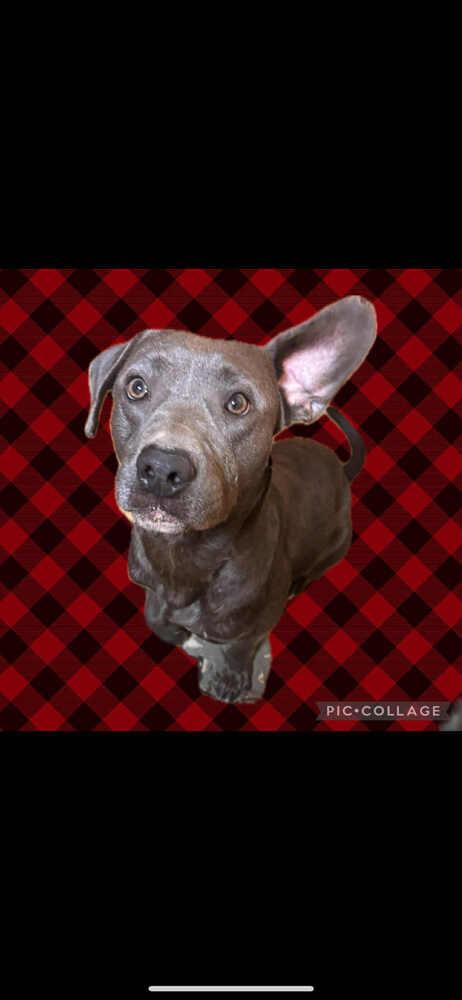 Enlarge Grey - fostered in Perryville MO, a Adoptable mixed breed in Shawnee Mission, KS image 1/5