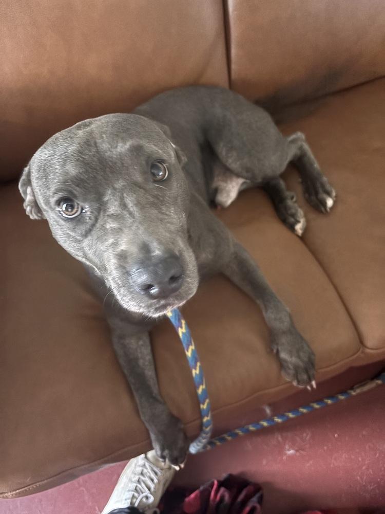 Enlarge Grey - fostered in Perryville MO, a Adoptable mixed breed in Shawnee Mission, KS image 2/5