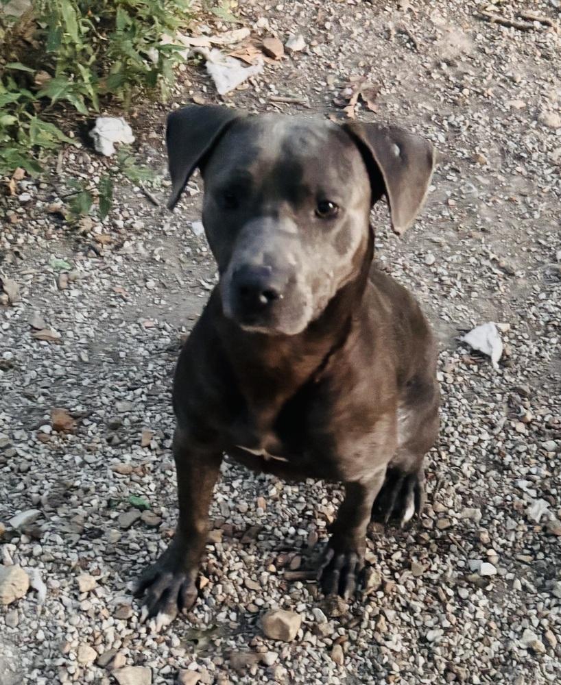 Enlarge Grey - fostered in Perryville MO, a Adoptable mixed breed in Shawnee Mission, KS image 3/5