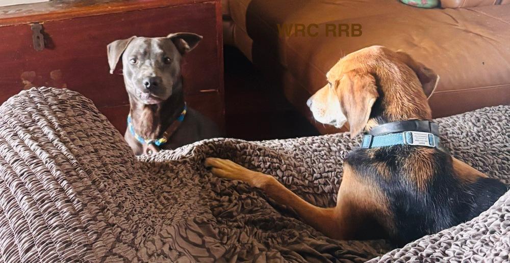 Enlarge Grey - fostered in Perryville MO, a Adoptable mixed breed in Shawnee Mission, KS image 4/5