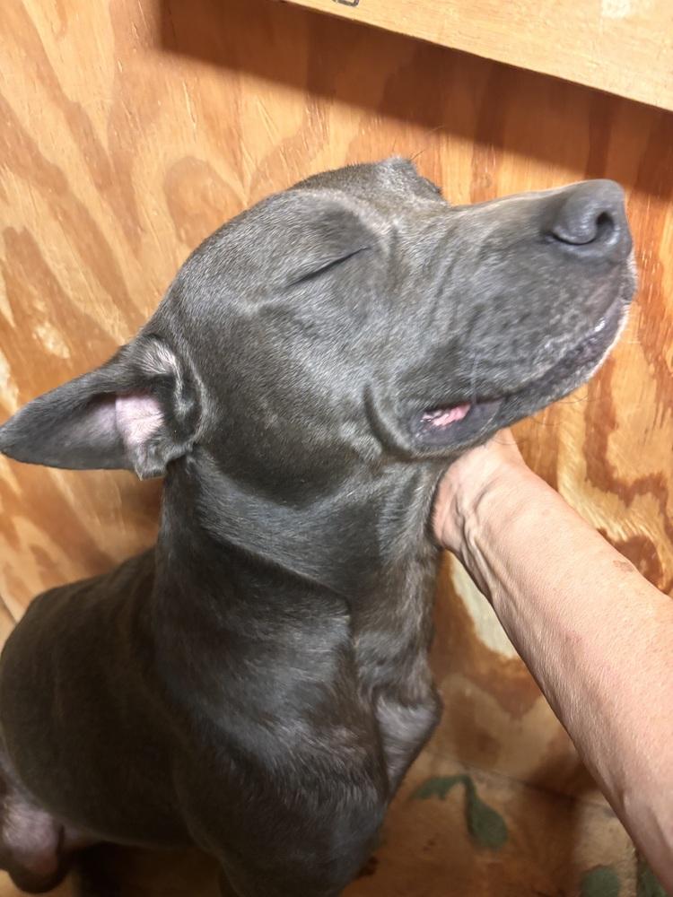 Enlarge Grey - fostered in Perryville MO, a Adoptable mixed breed in Shawnee Mission, KS image 5/5