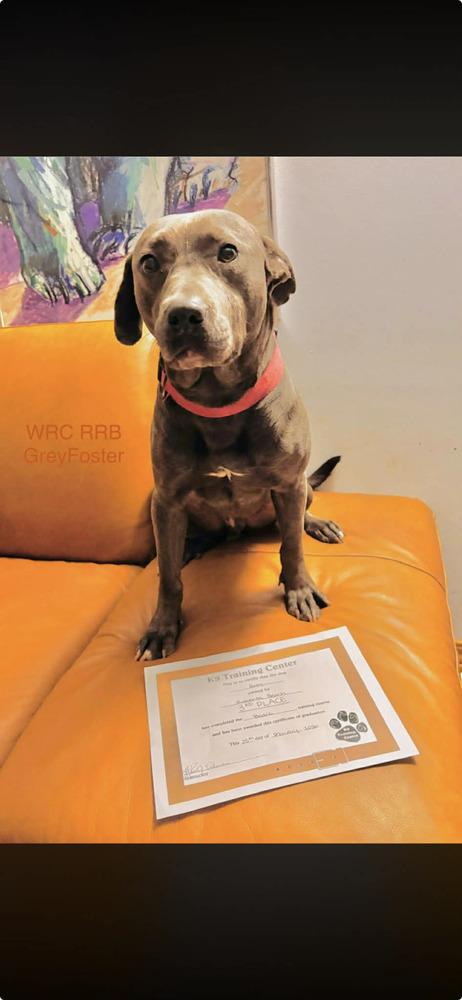 Enlarge Grey - fostered in Perryville MO, a Adoptable mixed breed in Shawnee Mission, KS image 5/5