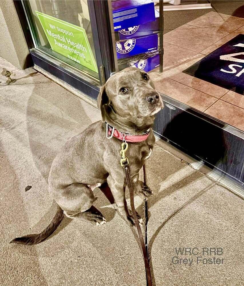 Grey - fostered in Perryville MO, Adoptable, Young Male American Staffordshire Terrier.