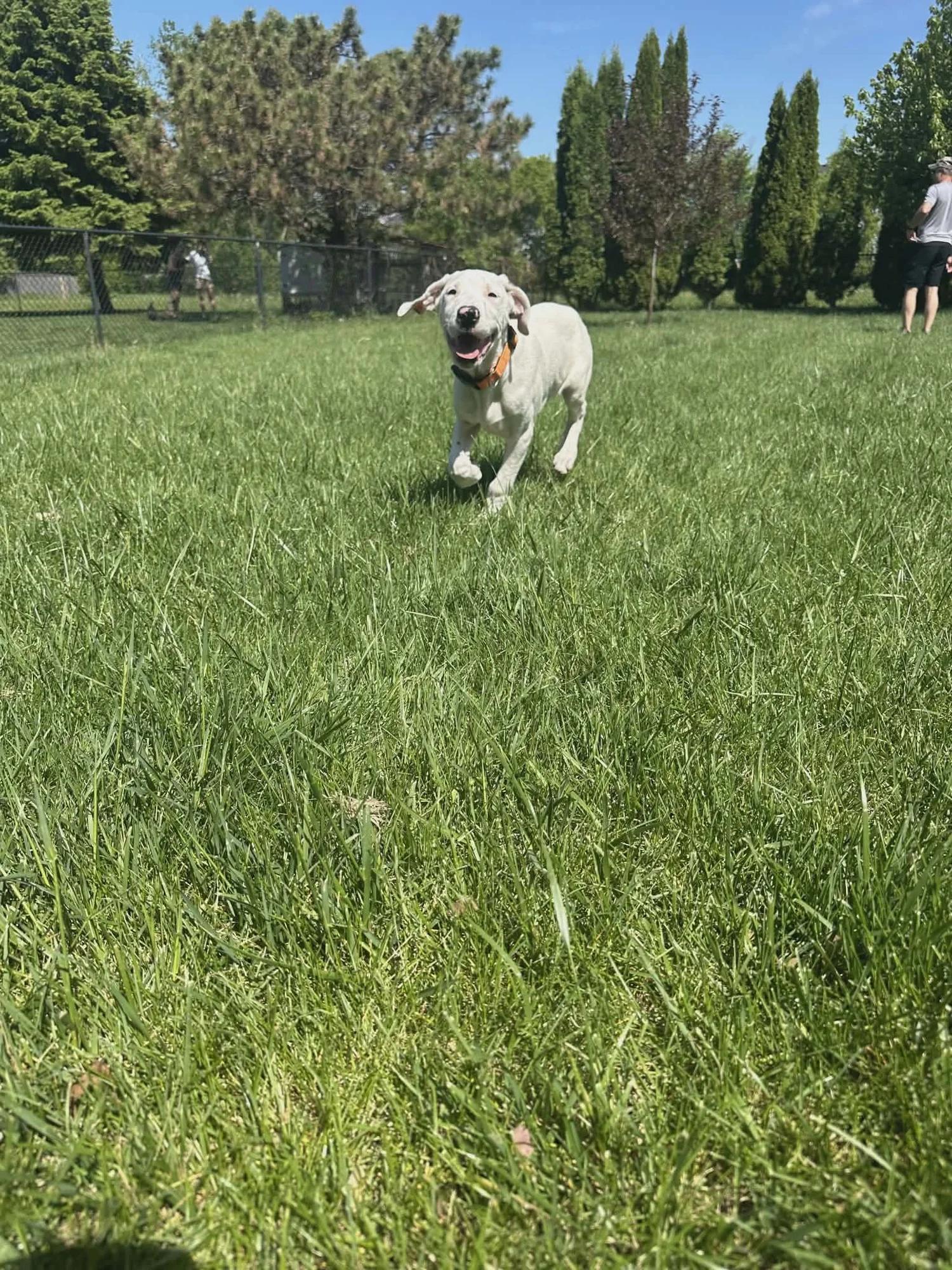 Kyle, an adopted mixed breed in Minneapolis, MN image 2/6
