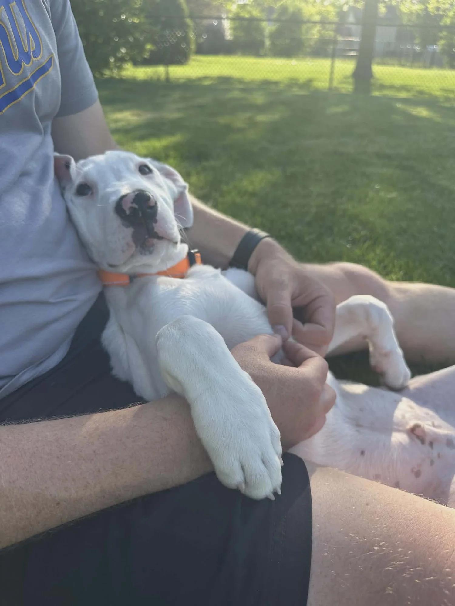 Kyle, an adopted mixed breed in Minneapolis, MN image 5/6