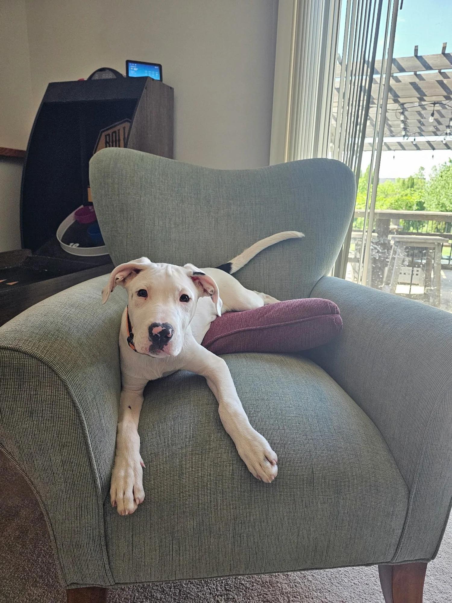 Kyle, an adopted mixed breed in Minneapolis, MN image 6/6