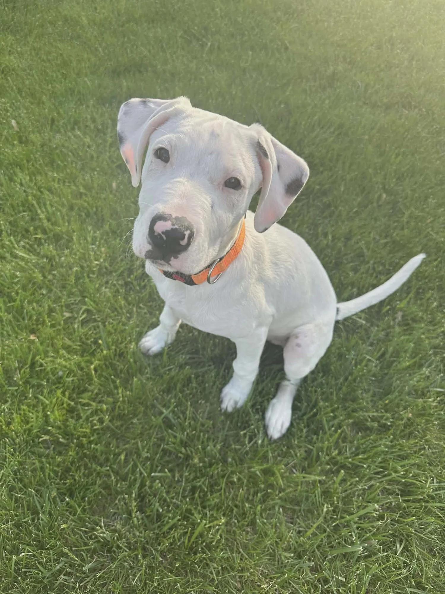 Kyle, an adopted mixed breed in Minneapolis, MN image 4/6