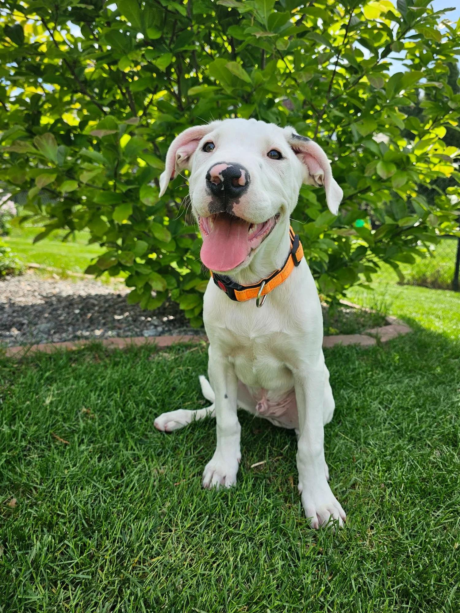 Kyle, adopted, Young Male Dogo Argentino & Australian Shepherd.