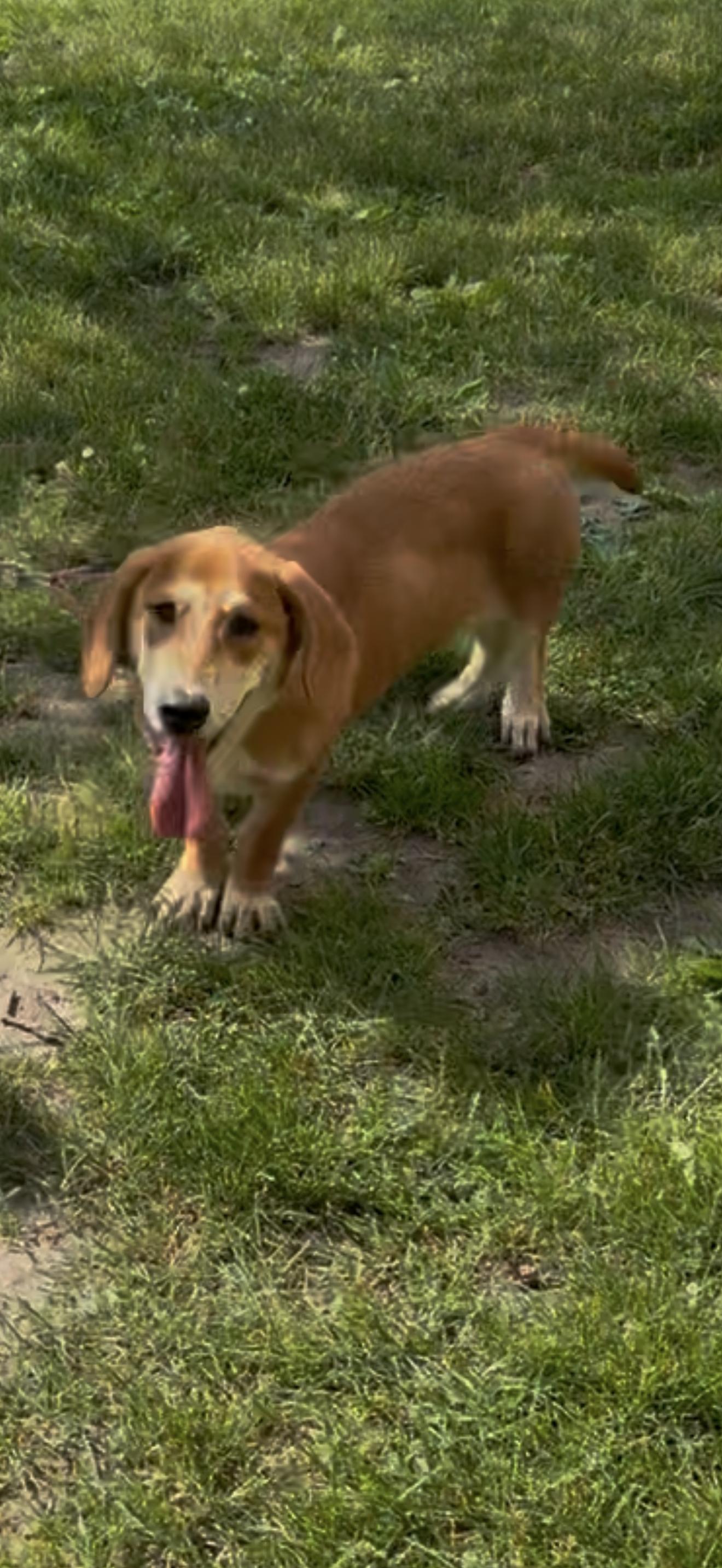 Betty Sue, adopted, Young Female Mixed Breed.