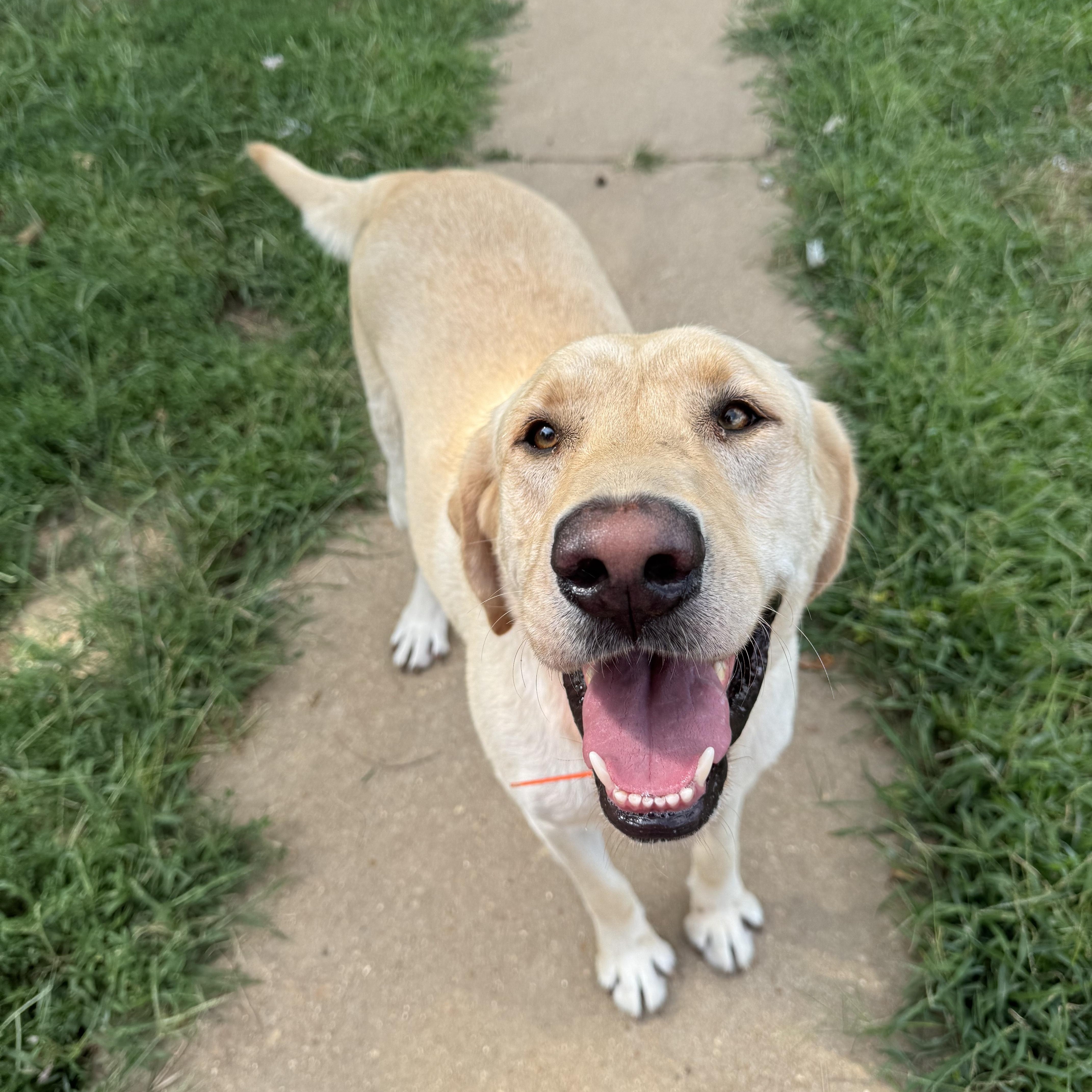 Enlarge Liam, a Adoptable Labrador Retriever in Arnold, MO image 1/3