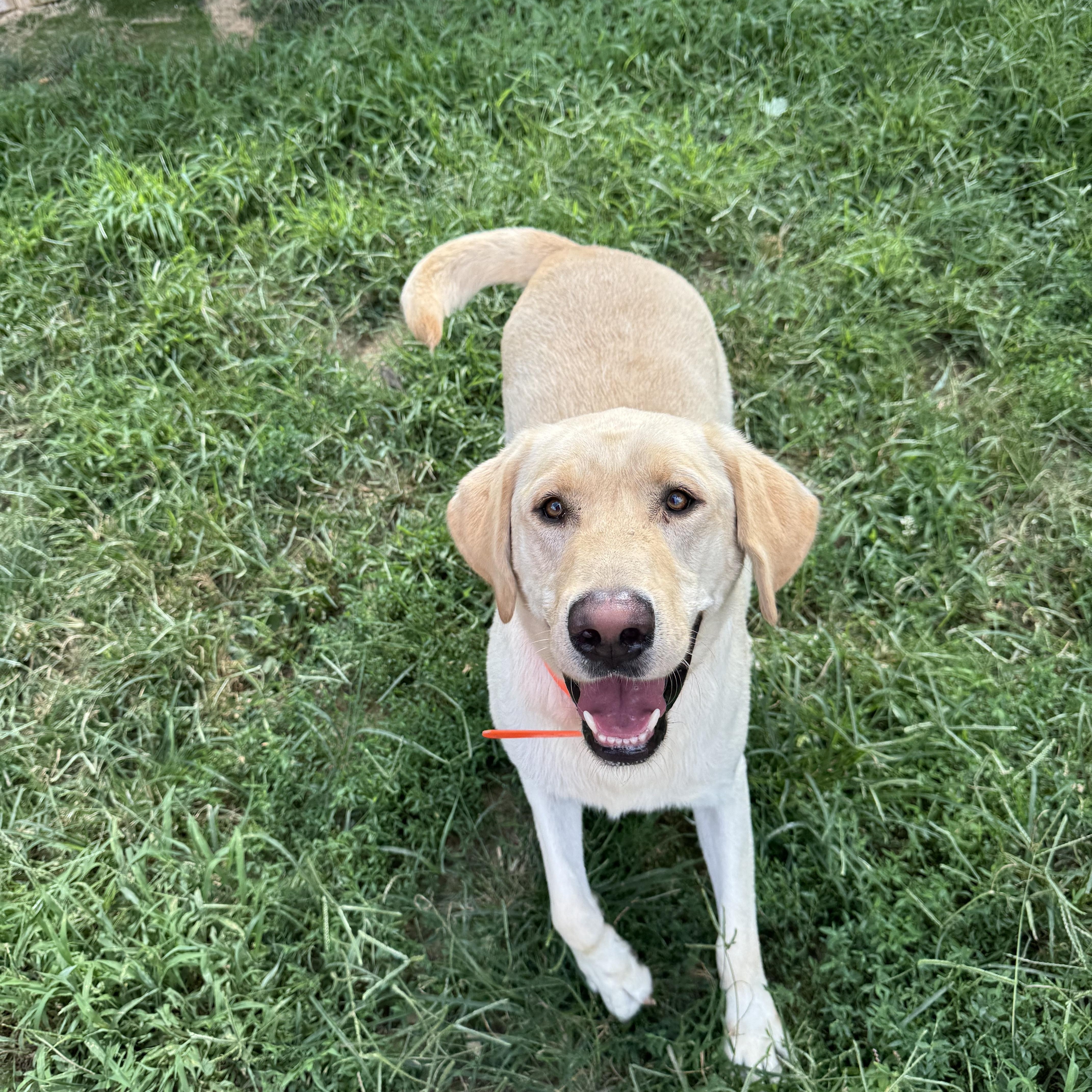 Enlarge Liam, a Adoptable Labrador Retriever in Arnold, MO image 2/3