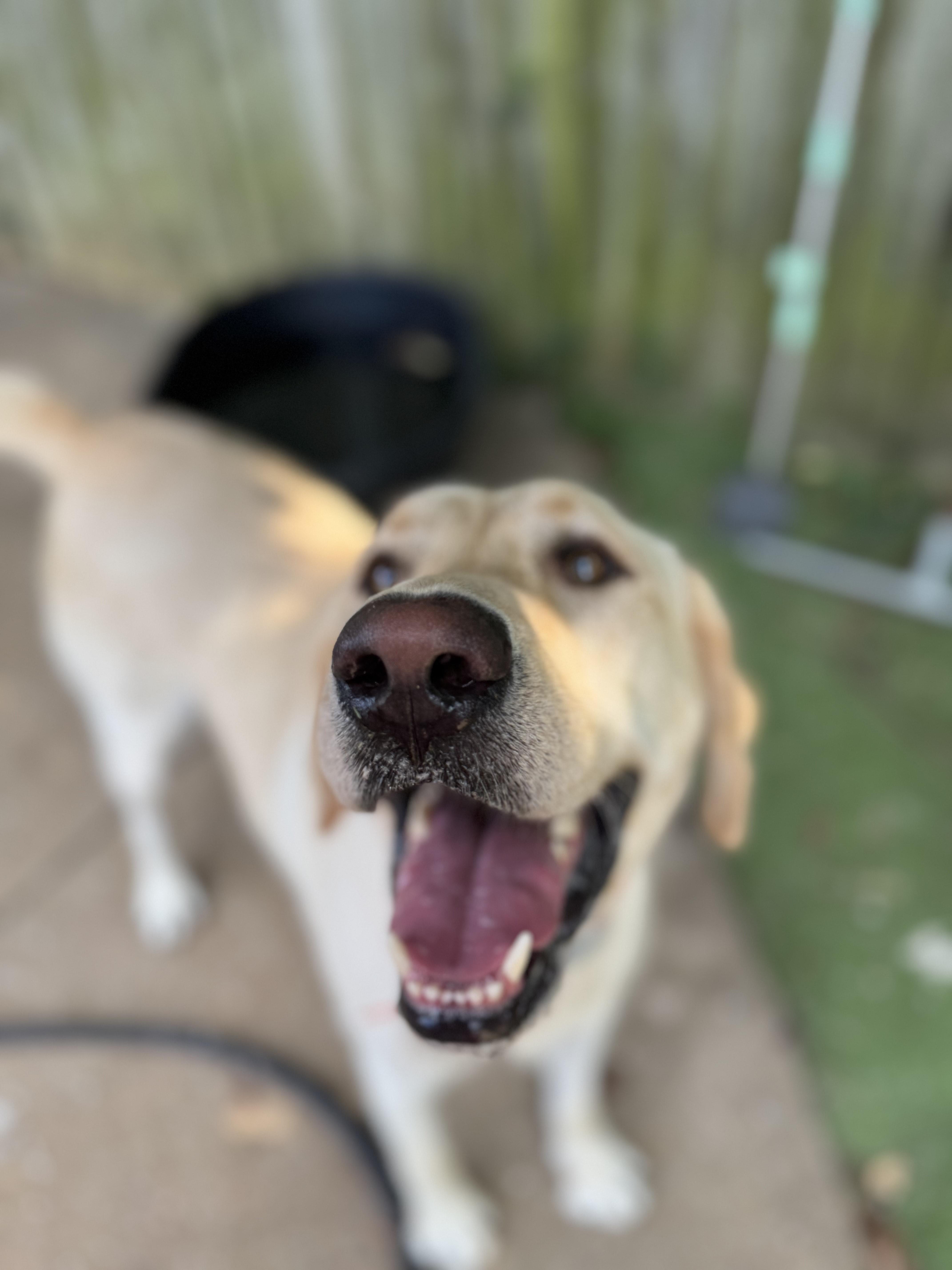 Enlarge Liam, a Adoptable Labrador Retriever in Arnold, MO image 3/3