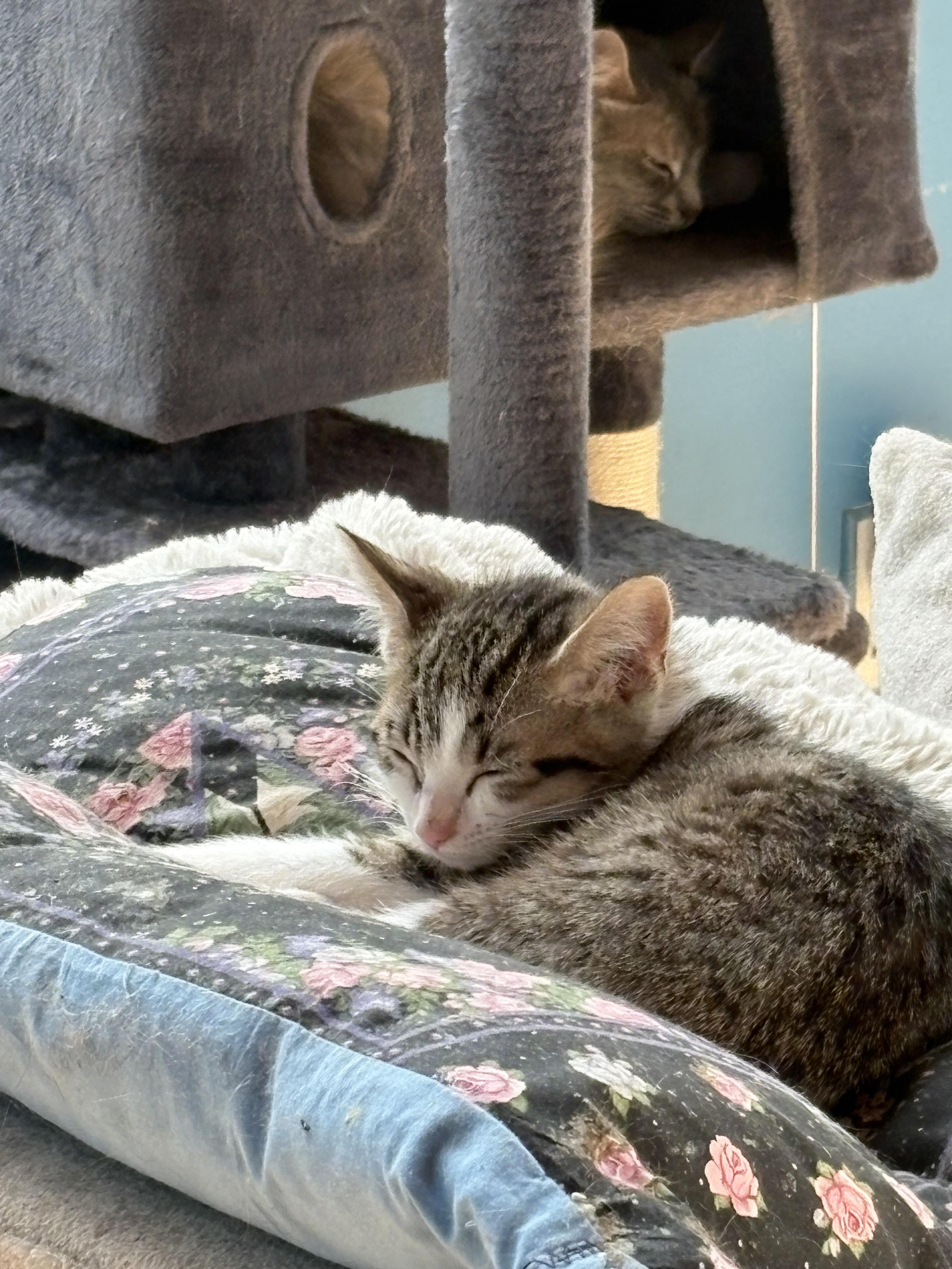 Enlarge Barbie, a Adopted Domestic Short Hair in Flushing, MI image 1/3