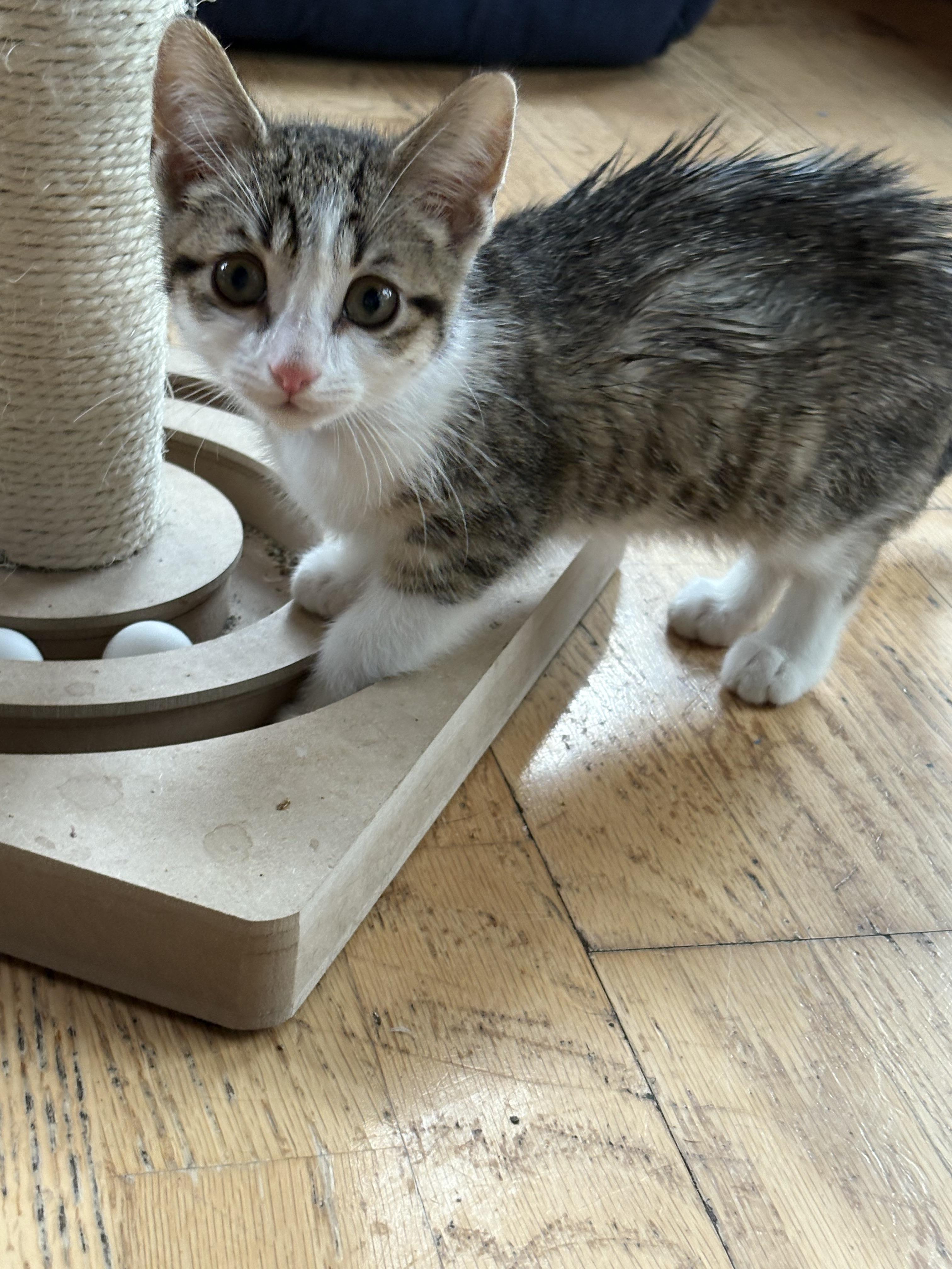 Enlarge Barbie, a Adopted Domestic Short Hair in Flushing, MI image 2/3