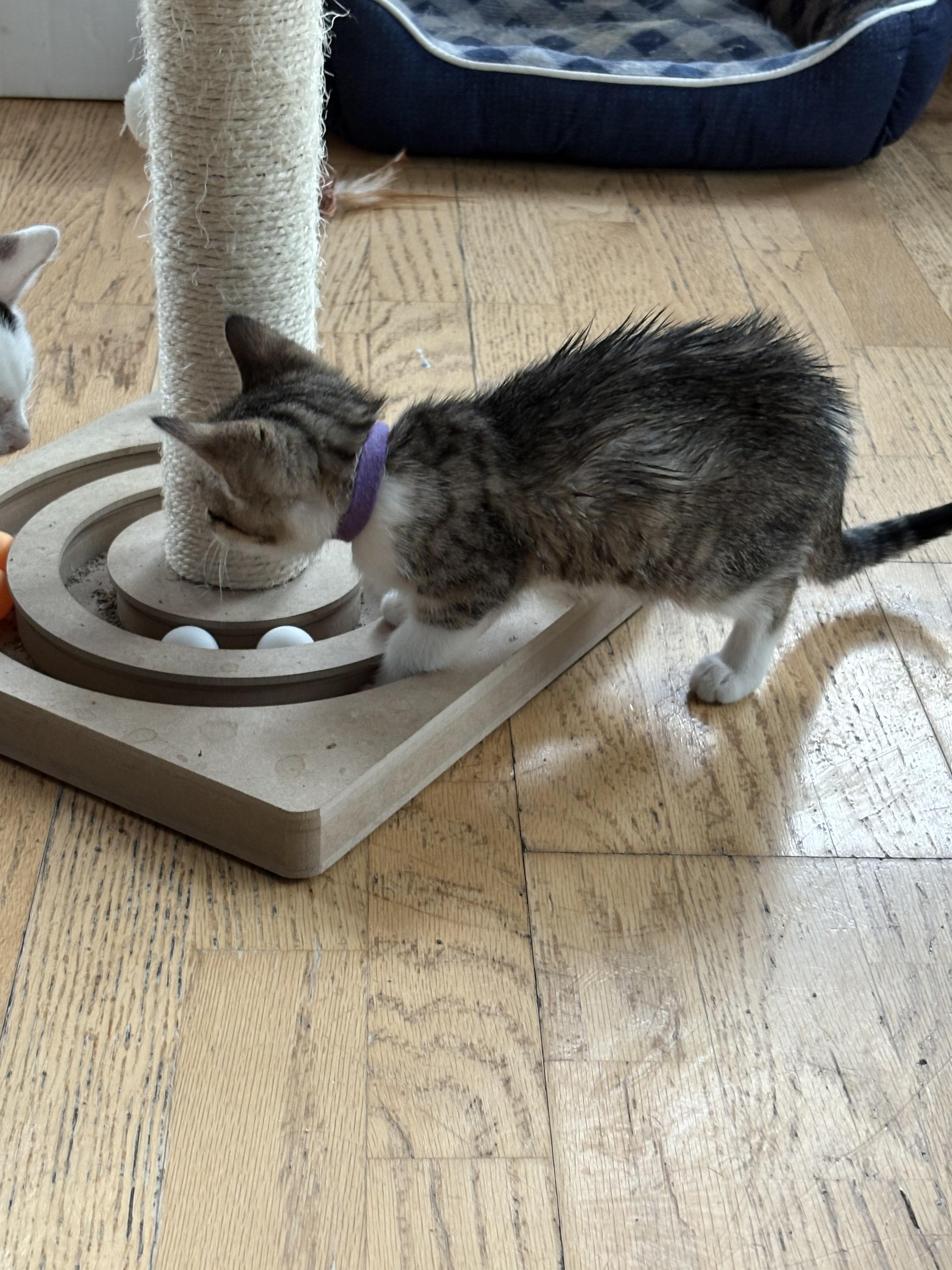 Enlarge Barbie, a Adopted Domestic Short Hair in Flushing, MI image 3/3