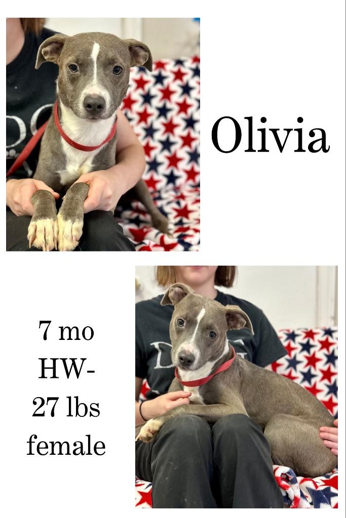 Olivia, Adoptable, Young Female Mixed Breed.