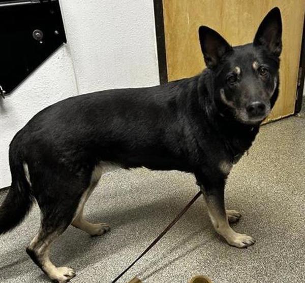 Cici, Adoptable, Adult Female German Shepherd Dog.