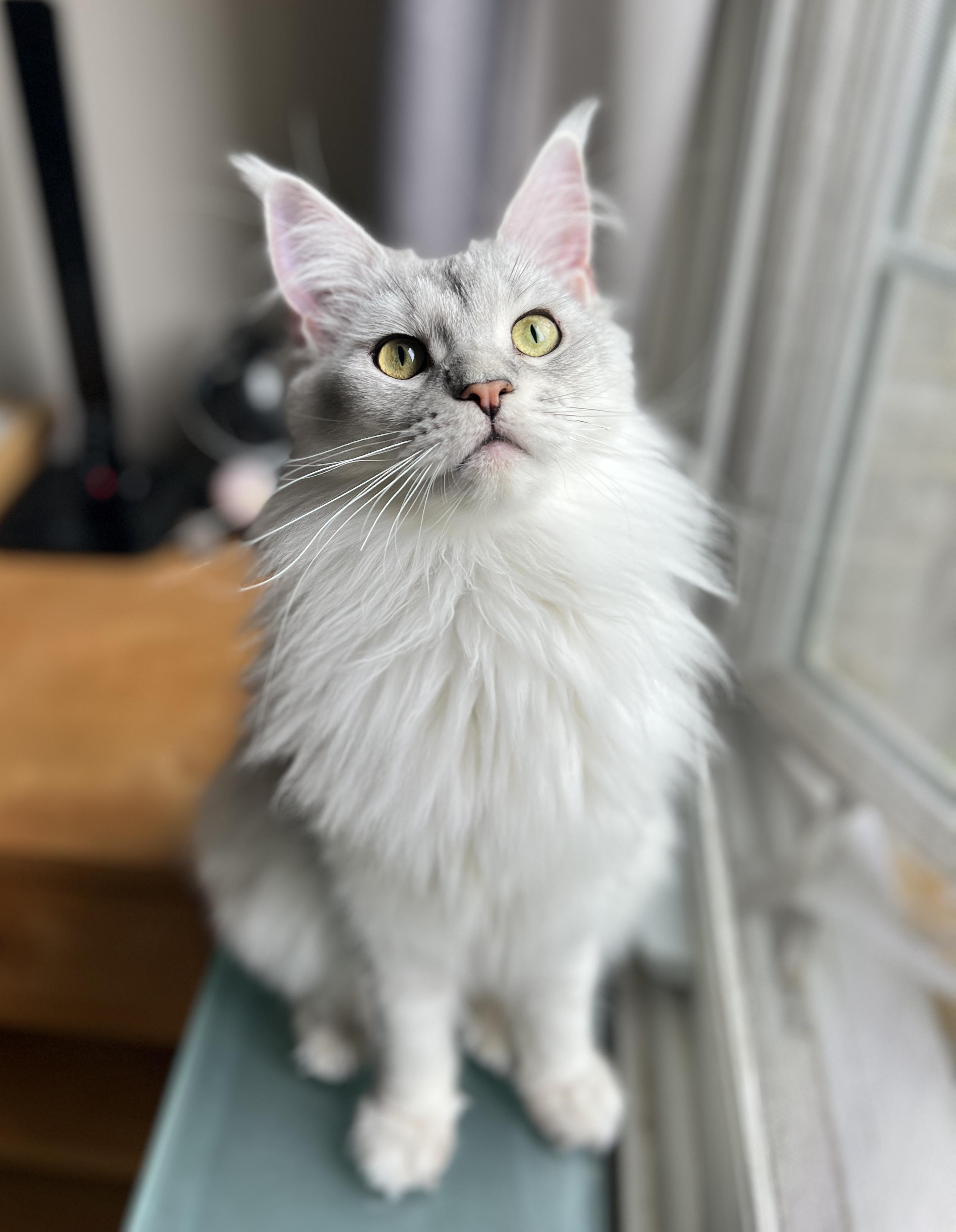OSSA, Adopted, Young Female Maine Coon.