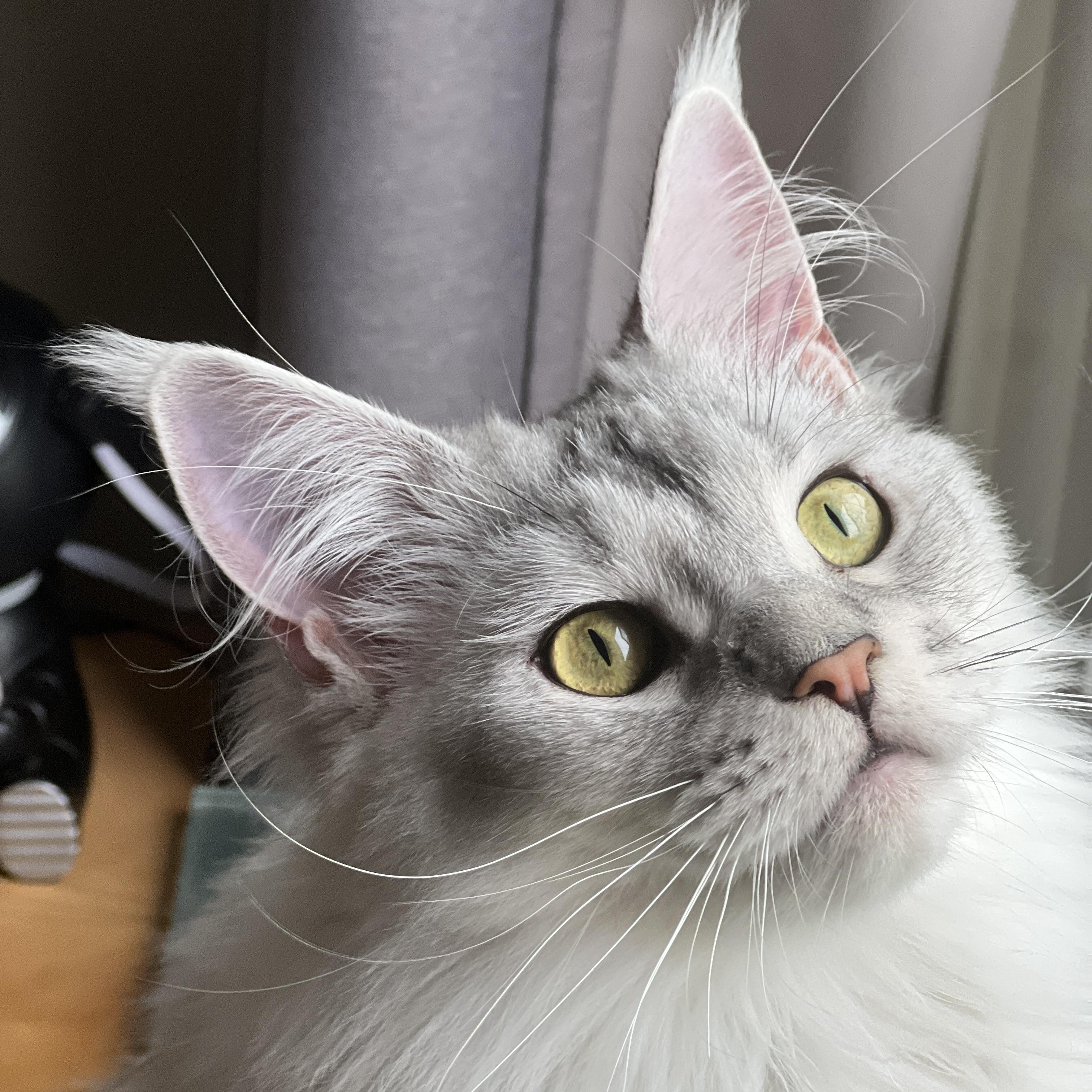 Enlarge OSSA, a Adopted Maine Coon in valparaiso, IN image 2/4