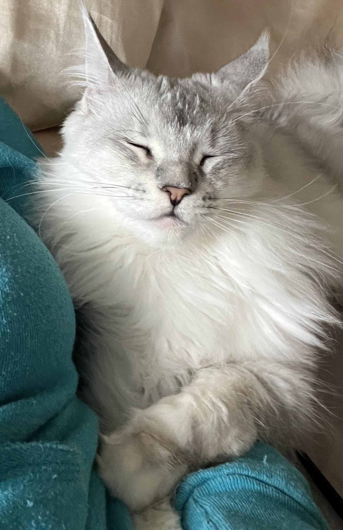 Enlarge OSSA, a Adopted Maine Coon in valparaiso, IN image 3/4