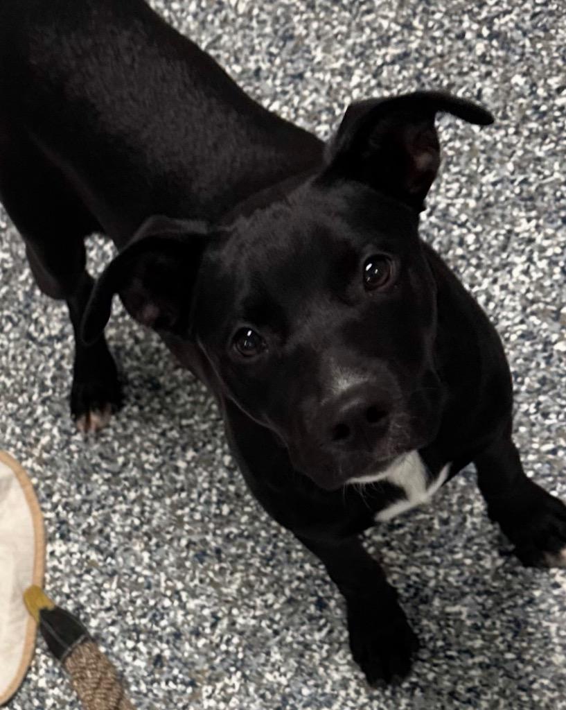 Enlarge Sprout, a Adoptable mixed breed in Carthage, MO image 1/2