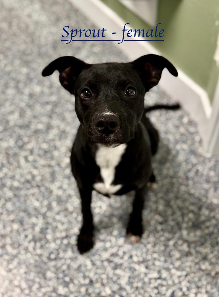 Enlarge Sprout, a Adoptable mixed breed in Carthage, MO image 2/2