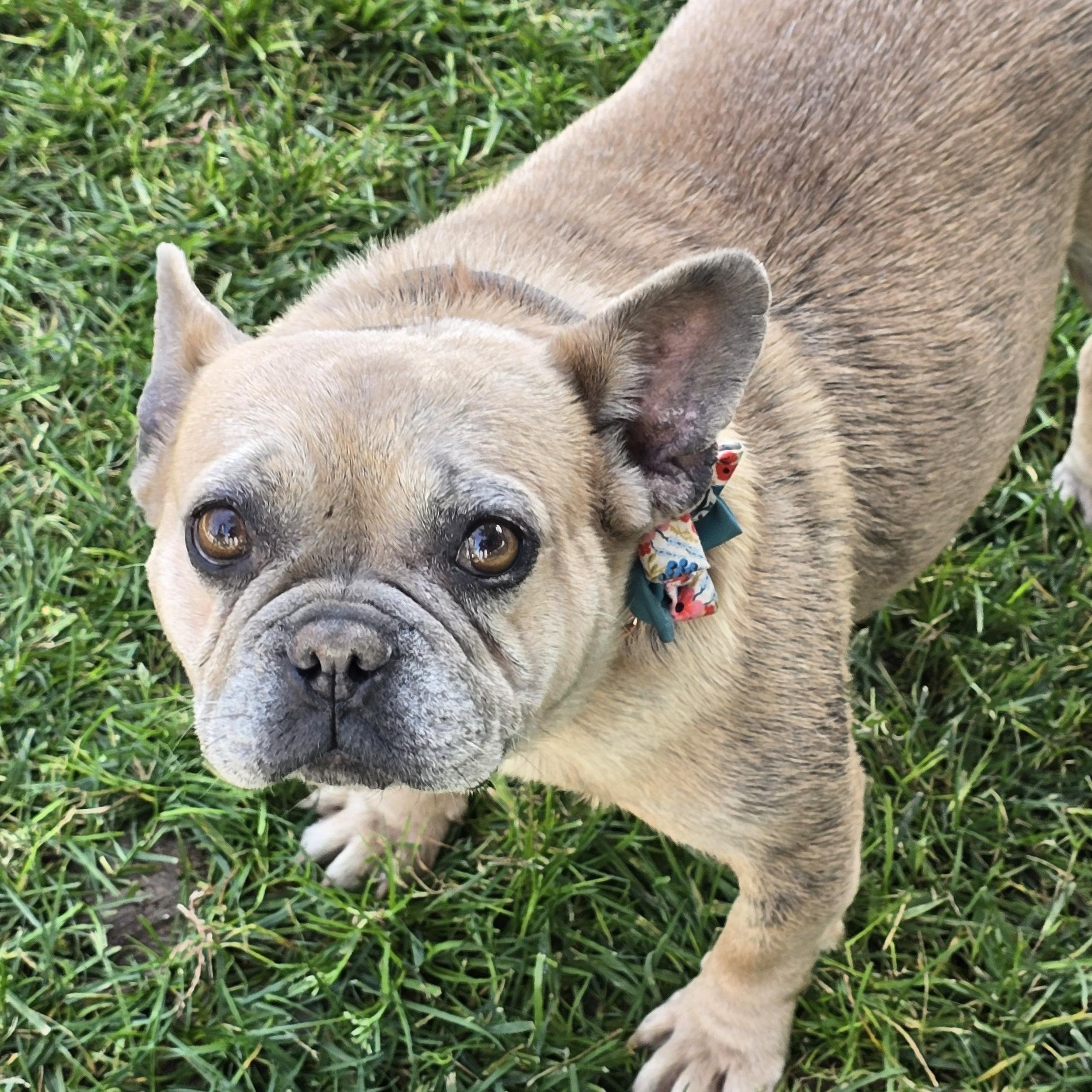 Josephine , a ADOPTABLE French Bulldog in Tracy, CA image 2/2