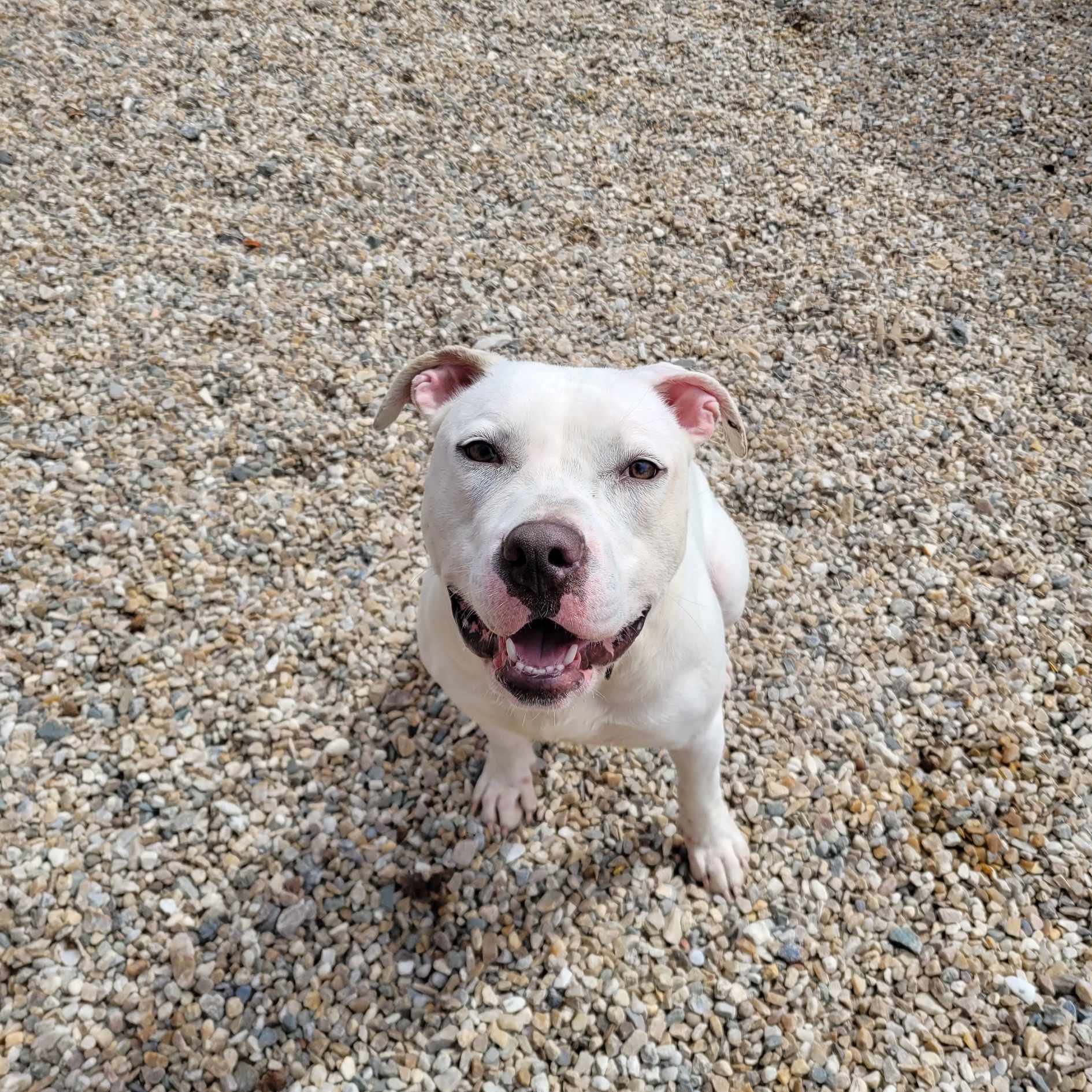 Enlarge Taylor, an adoptable American Staffordshire Terrier in Middlebury, CT image 1/4