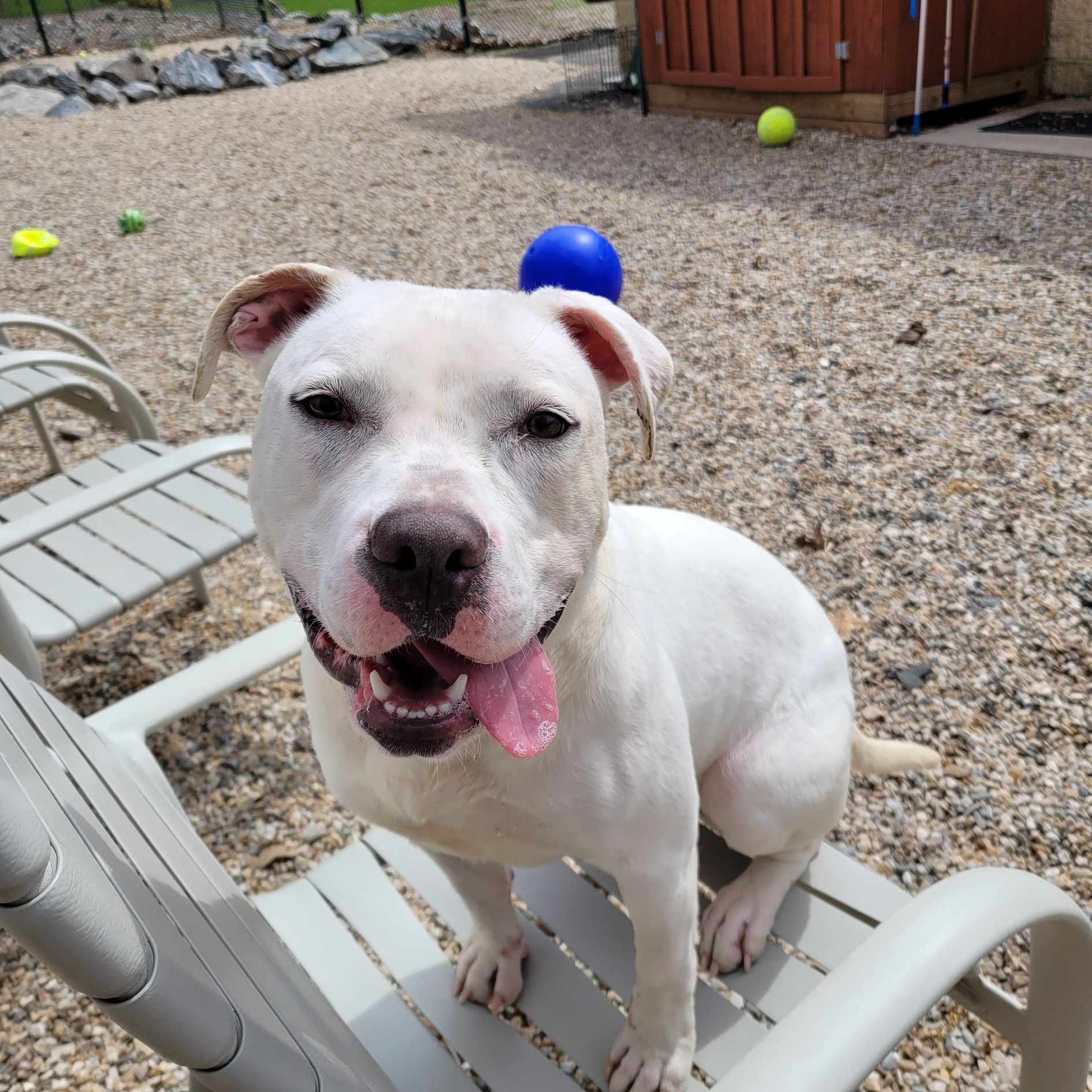 Enlarge Taylor, an adoptable American Staffordshire Terrier in Middlebury, CT image 2/4