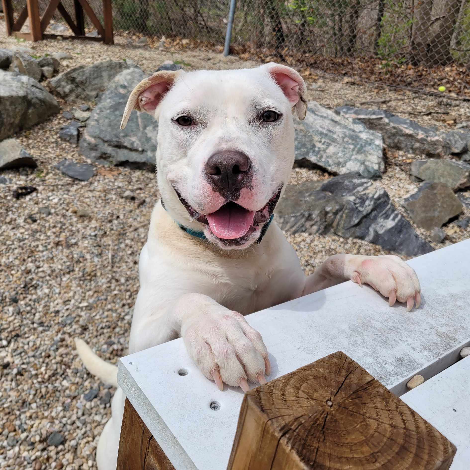 Enlarge Taylor, an adoptable American Staffordshire Terrier in Middlebury, CT image 3/4
