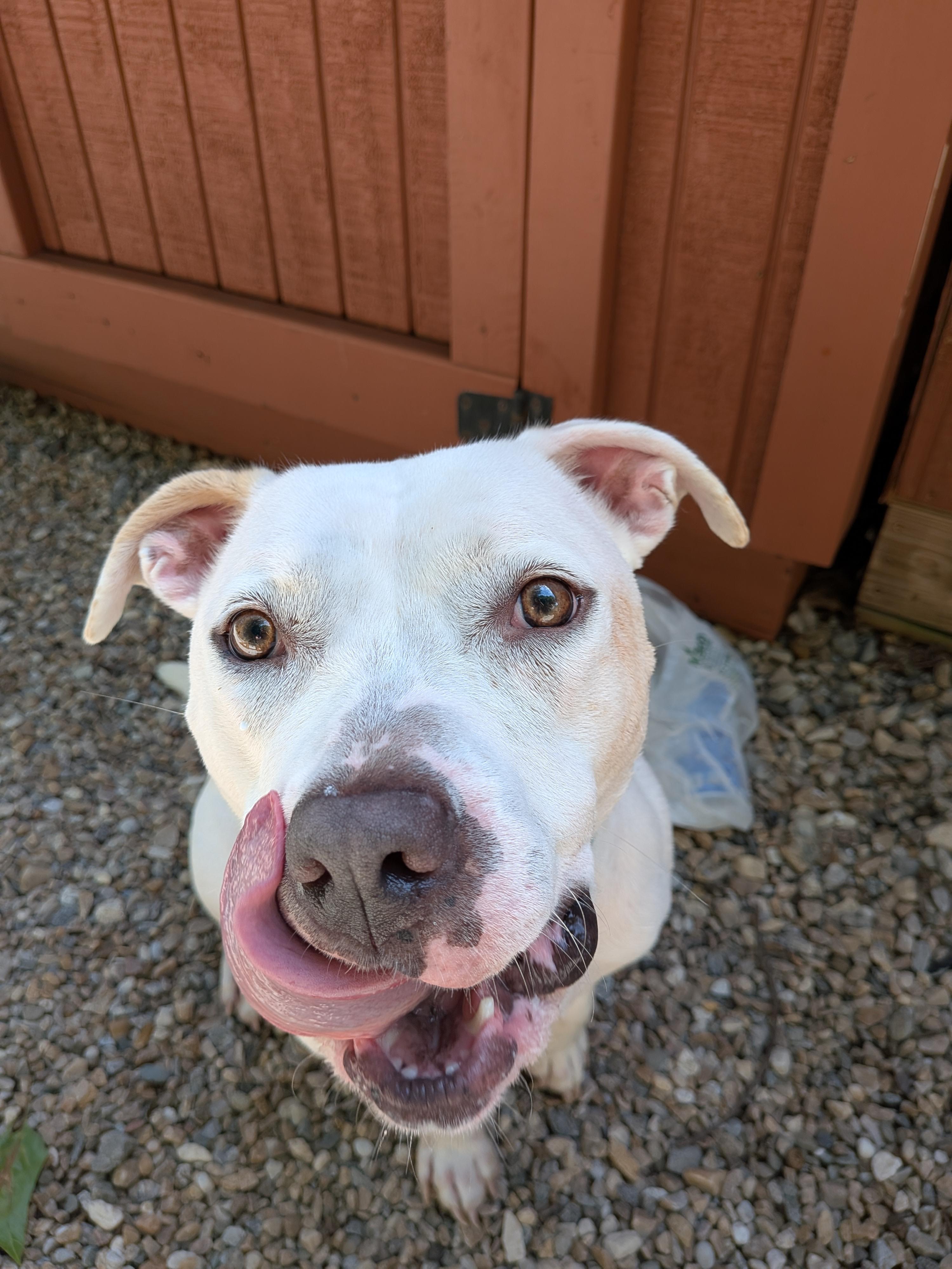 Taylor, Adoptable, Adult Female American Staffordshire Terrier.