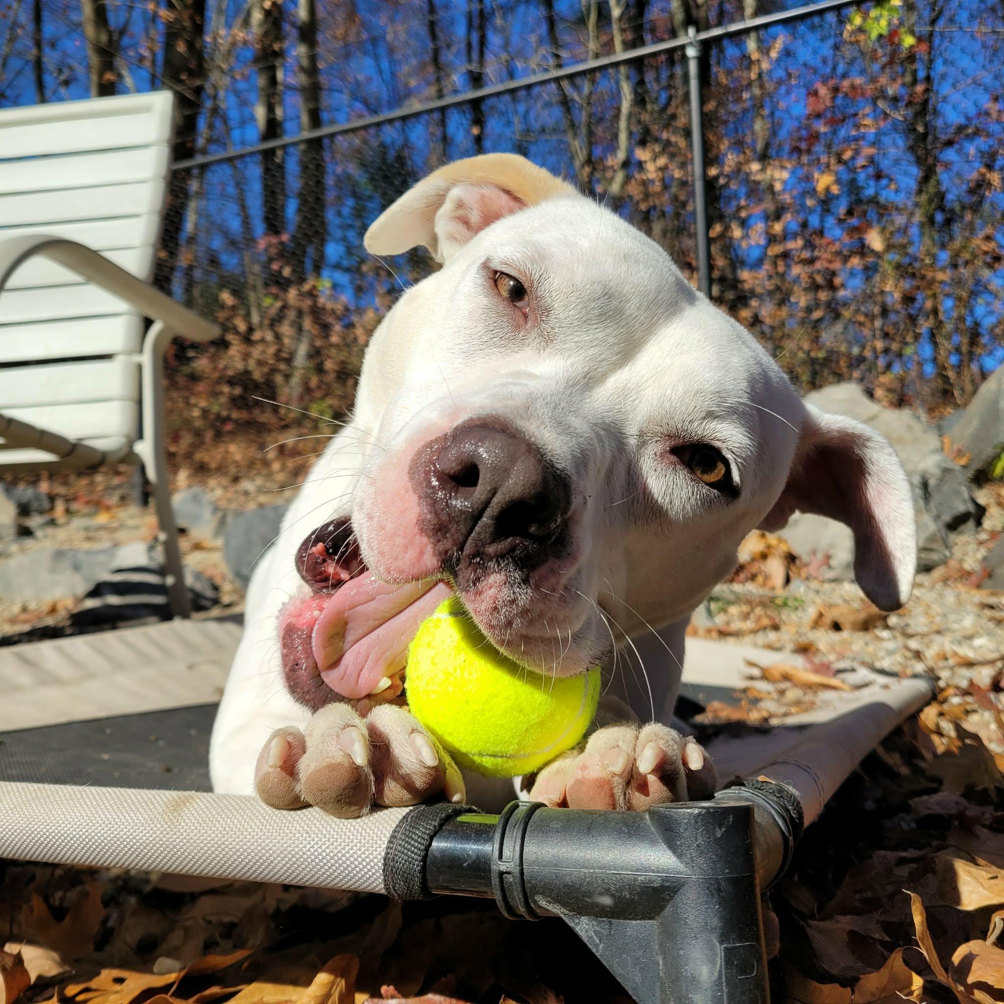 Enlarge Taylor, a Adoptable American Staffordshire Terrier in Middlebury, CT image 2/4