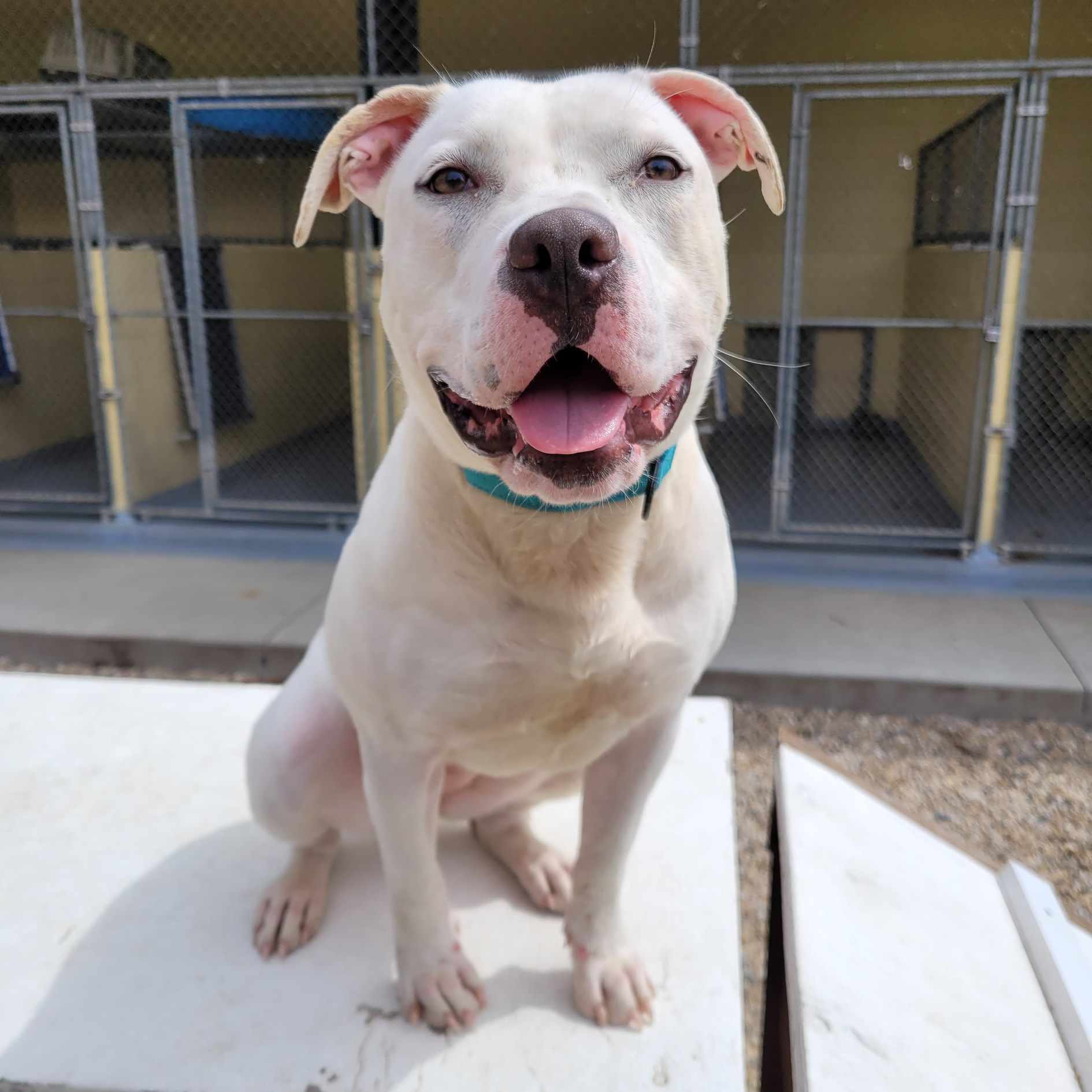 Enlarge Taylor, an adoptable American Staffordshire Terrier in Middlebury, CT image 4/4