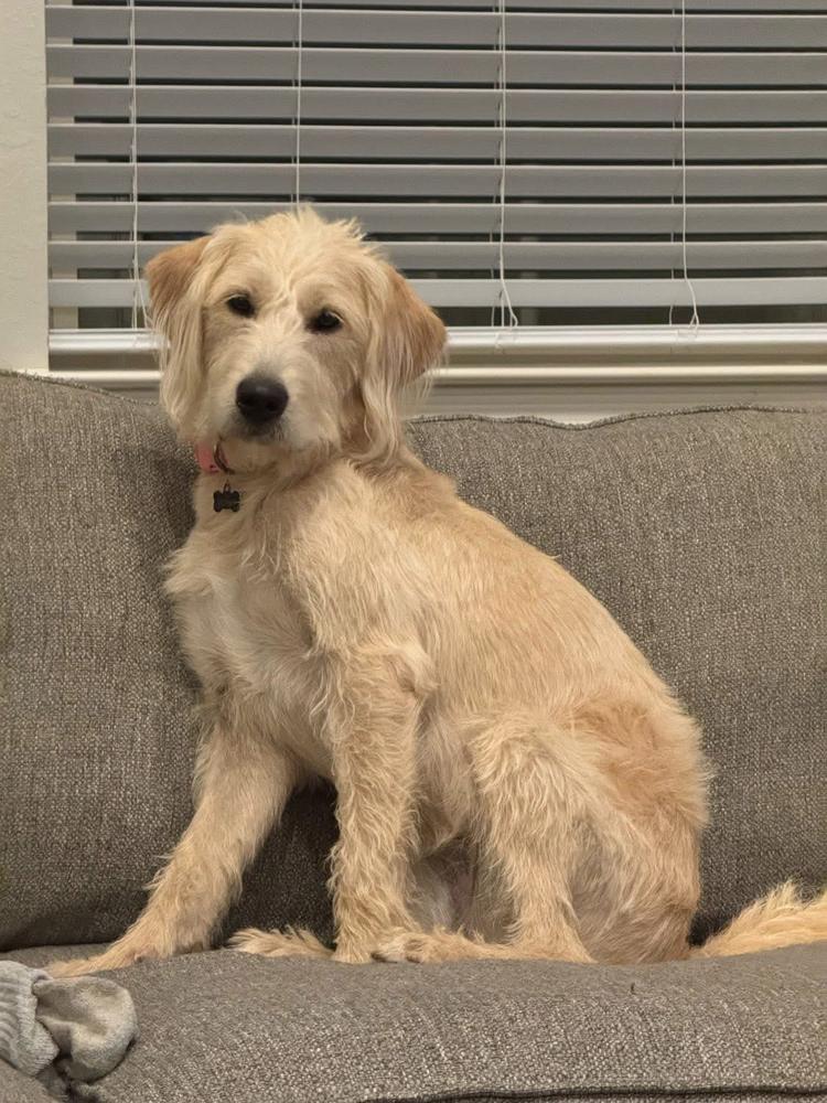 Caprice / Violet, Adoptable, Adult Female Labrador Retriever.