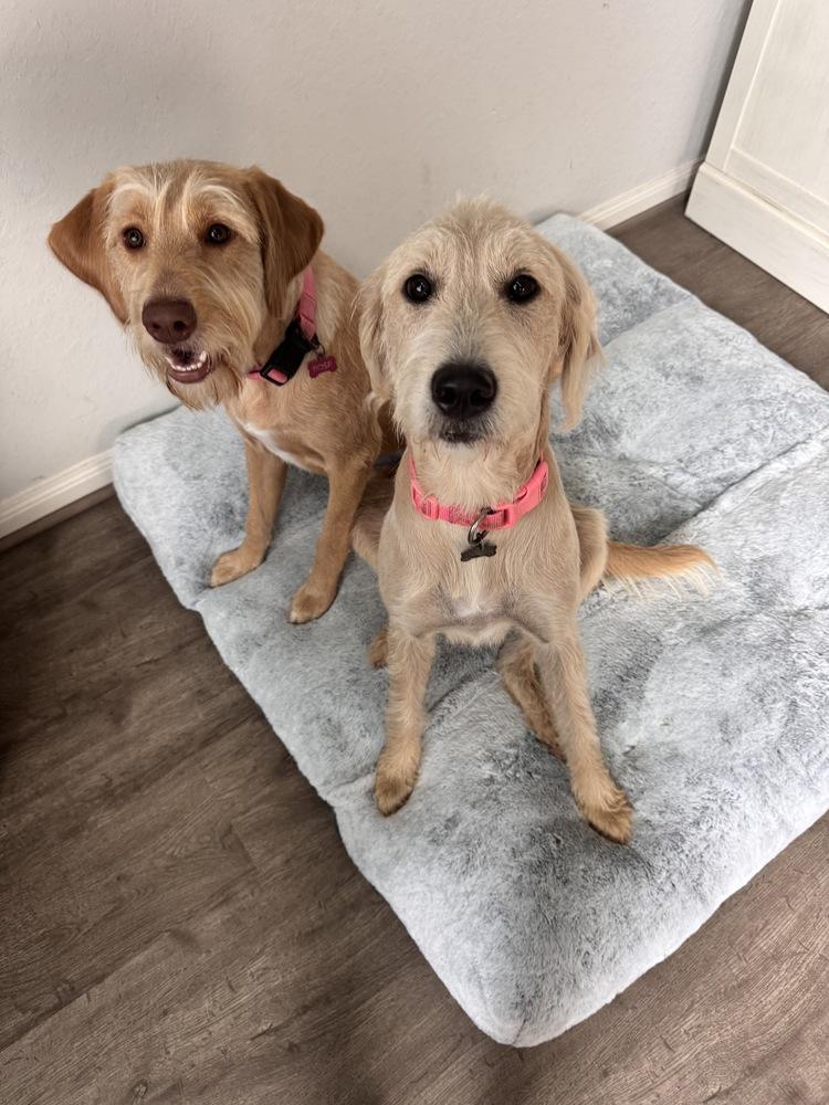 Caprice / Violet, a Adoptable mixed breed in Broomfield, CO image 2/6