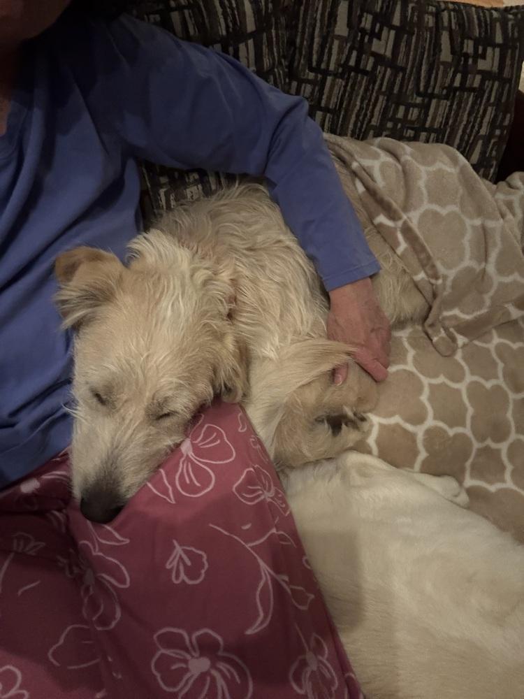 Caprice / Violet, a Adoptable mixed breed in Broomfield, CO image 3/6